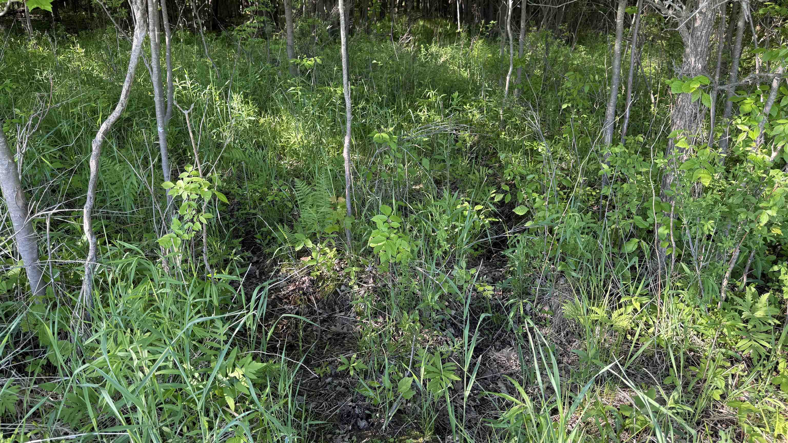 Lot 1 County Road Z Ringle, WI 54471 - Photo 5 of 22