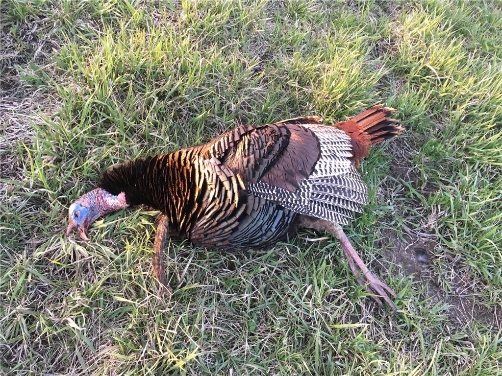 9530 Northwest Caldwell Road Kidder, MO 64649 - Photo 54 of 56