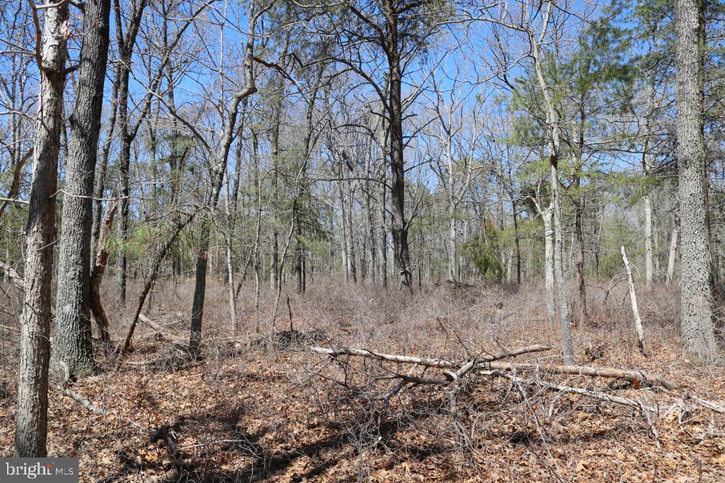 351 Shaws Mill Road Cedarville, NJ 08311 - Photo 12 of 84