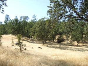 Oak Run Road Oak Run, CA 96069 - Photo 8 of 12 20201203191315387810000000