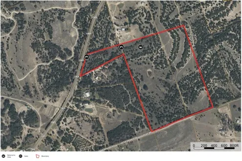 a view of a forest with a tree