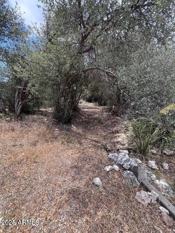 a view of a forest with trees in the background