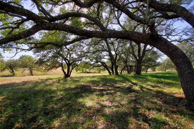 a view of yard with trees