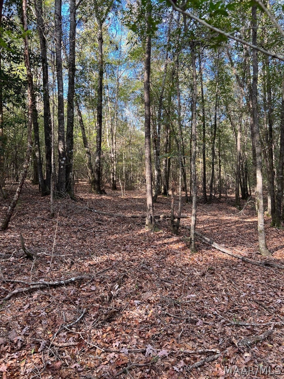 0 County Road 79 Road Billingsley, AL 36006 - Photo 1 of 14 Gallery Image 1