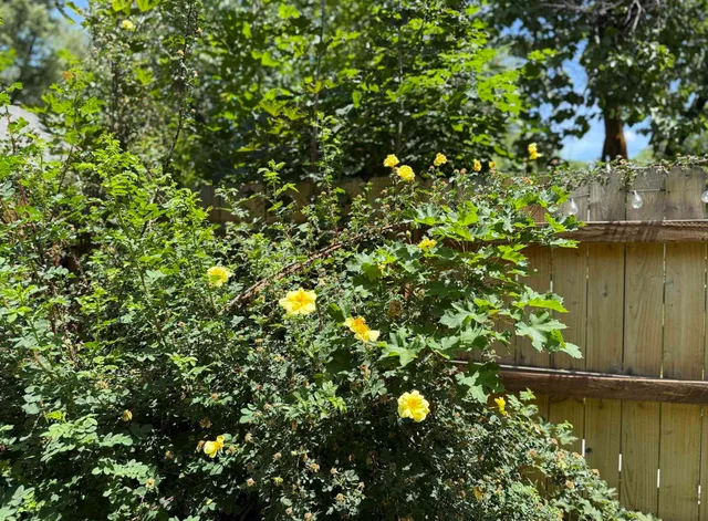 $725,000 | 201 Box Elder Avenue, Paonia, CO 81428