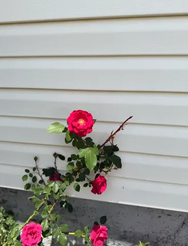 $725,000 | 201 Box Elder Avenue, Paonia, CO 81428