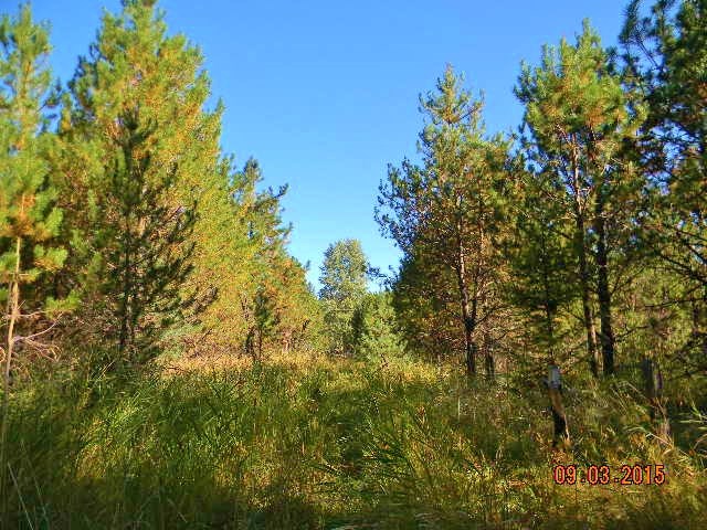 2967 Baker Lake Road Newport, WA 99156 - Photo 8 of 16 Gallery Image 8
