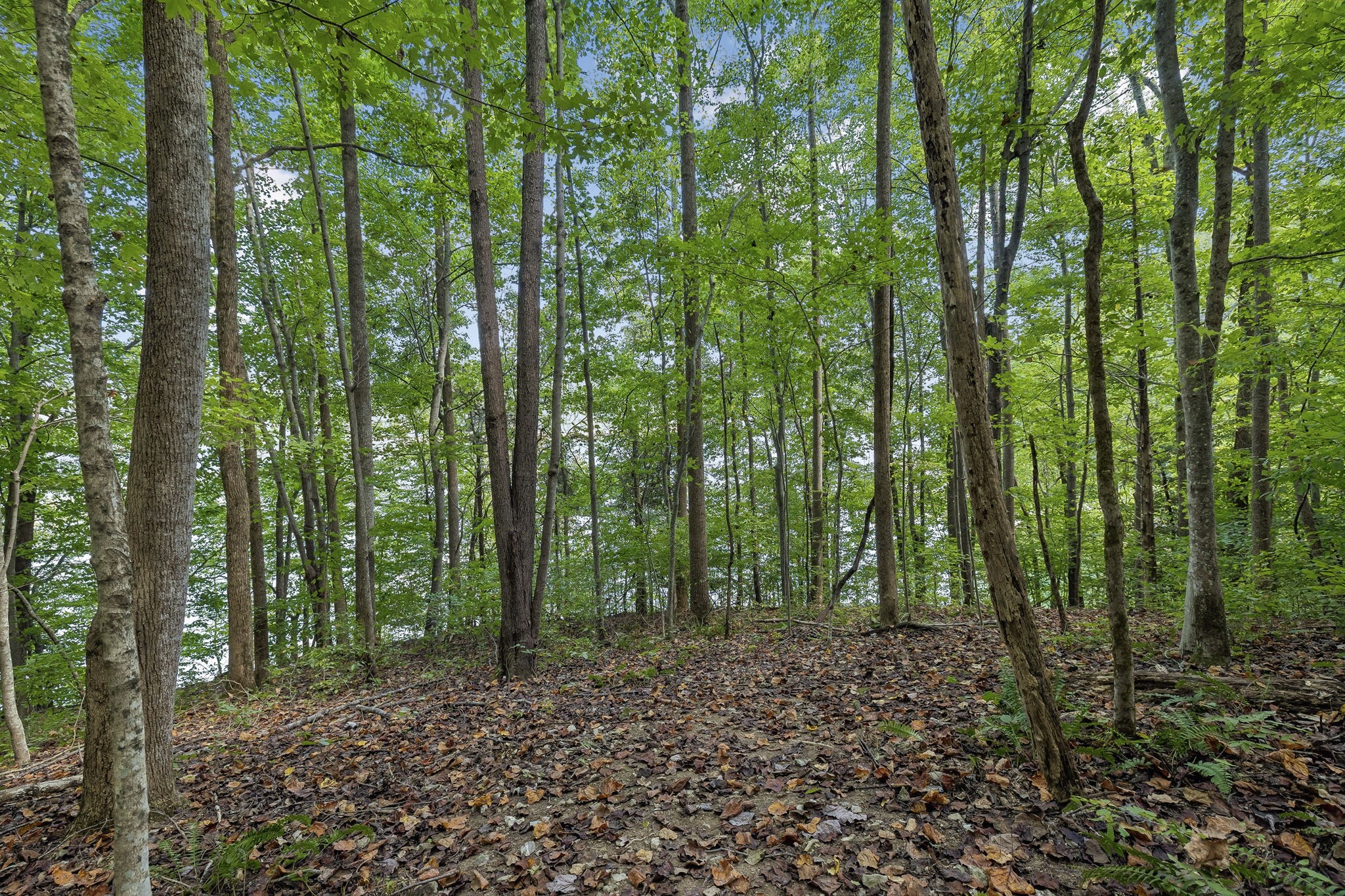 2304 Back Bone Road Sparta, TN 38583 - Photo 71 of 83 Gallery Image 71