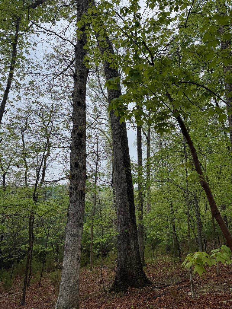 1630 Taylor Tyree Road Rocky Mount, VA 24151 - Photo 42 of 45 IMG_5332