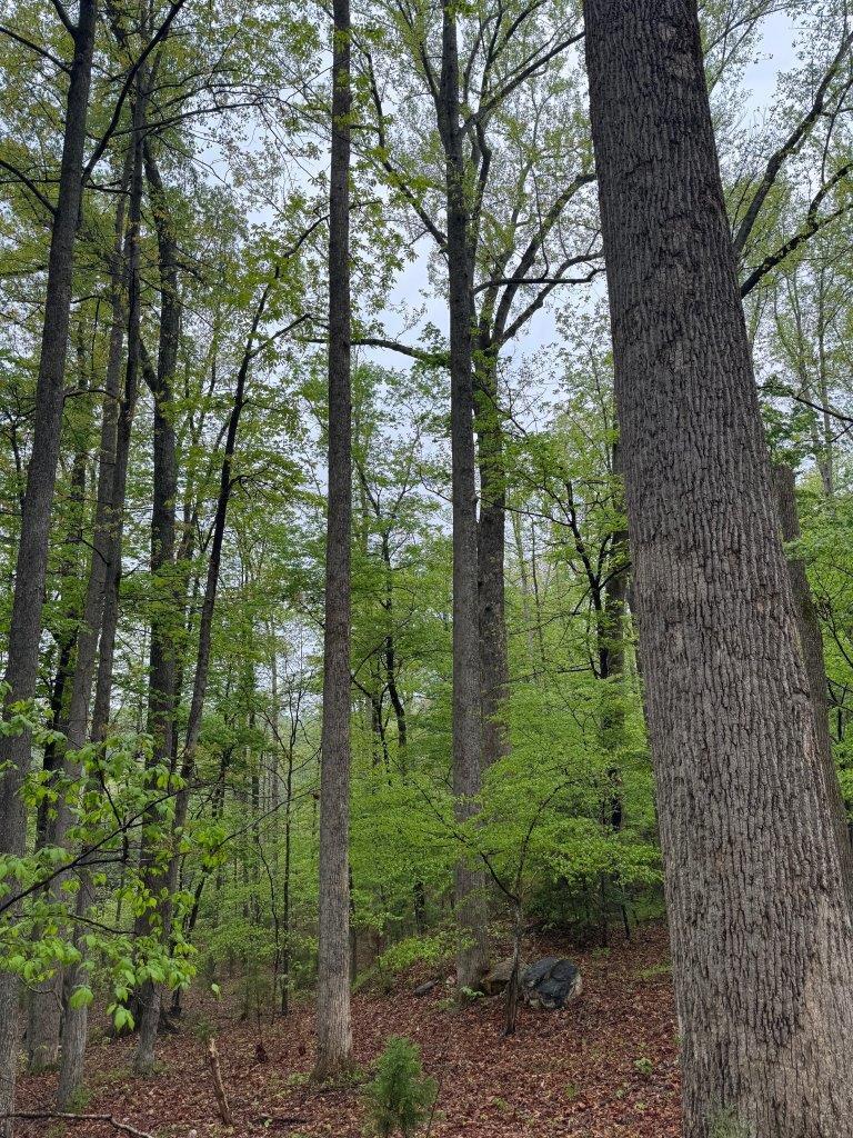 1630 Taylor Tyree Road Rocky Mount, VA 24151 - Photo 45 of 45 IMG_5335