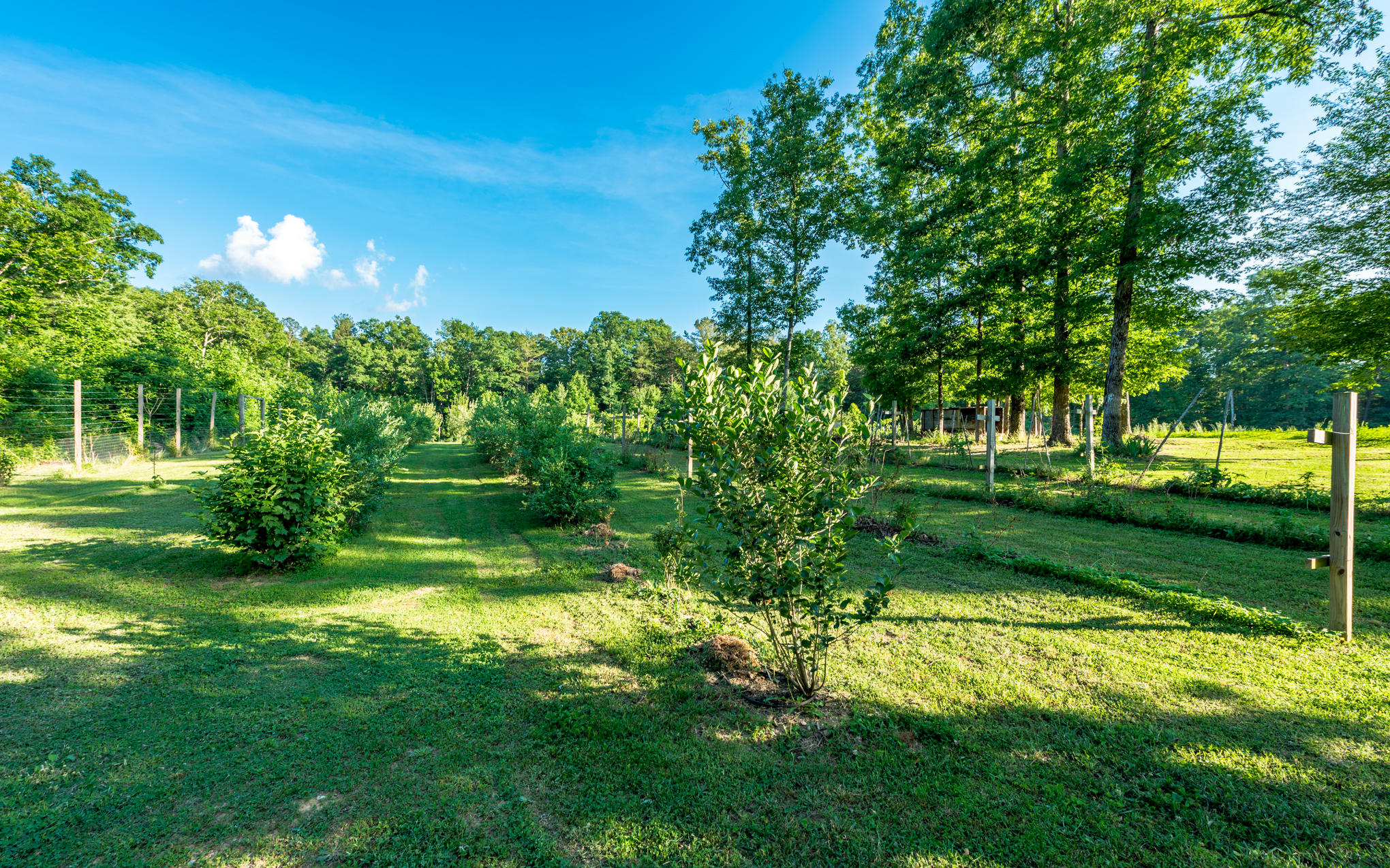 370 Caldwell Road Coalmont, TN 37313 - Photo 60 of 97 DSC_0474