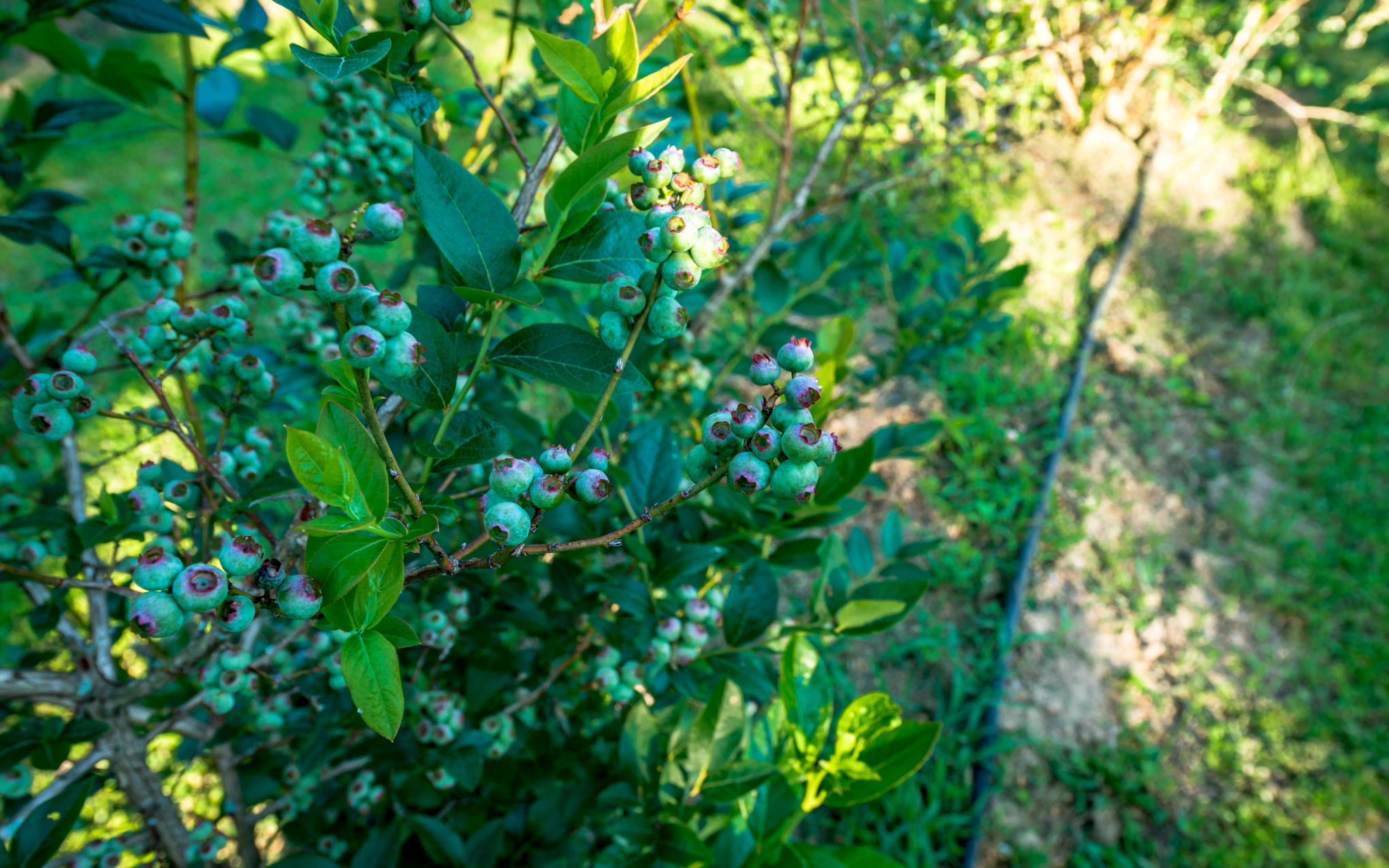 370 Caldwell Road Coalmont, TN 37313 - Photo 61 of 97 DSC_0476
