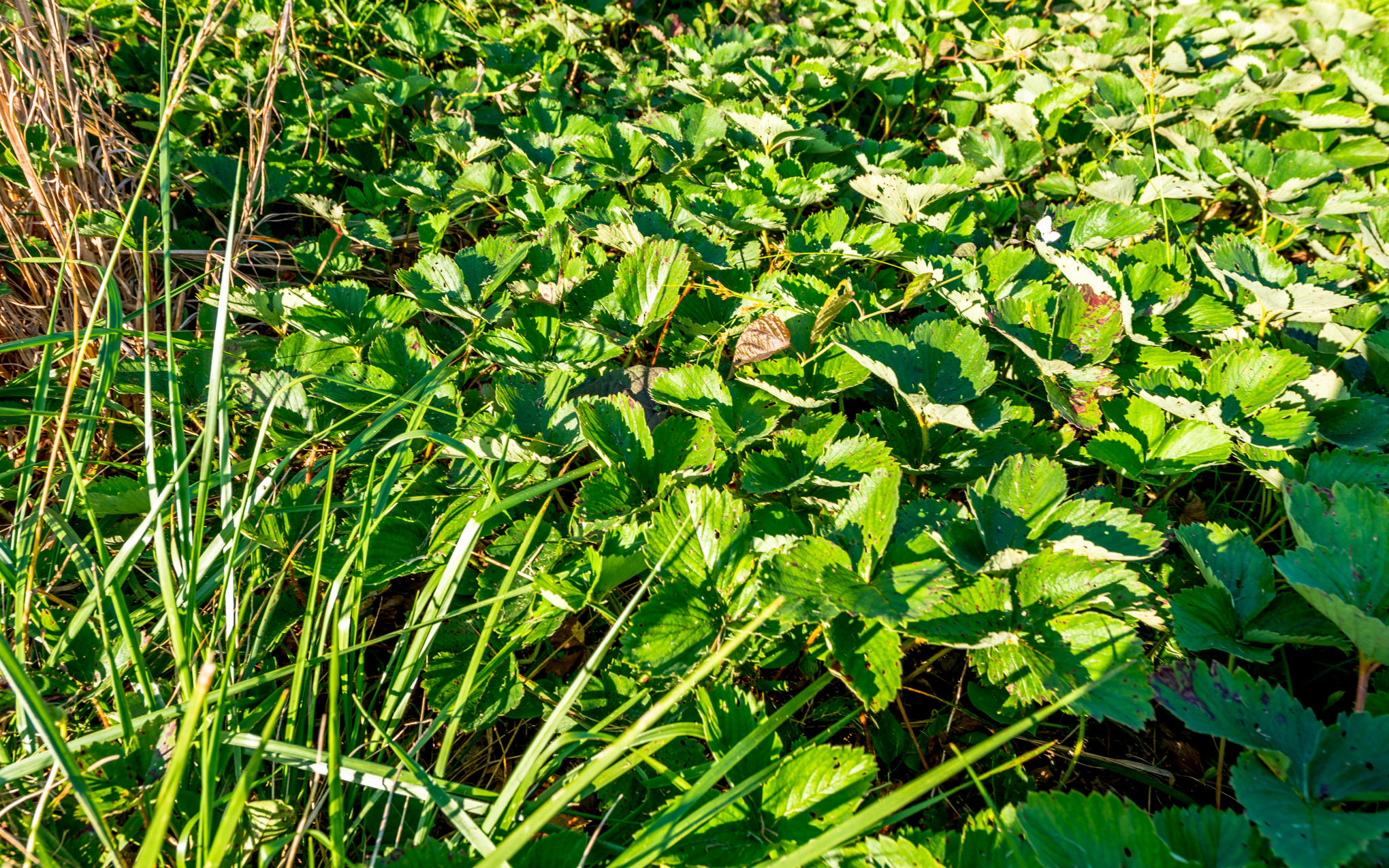370 Caldwell Road Coalmont, TN 37313 - Photo 67 of 97 DSC_0495
