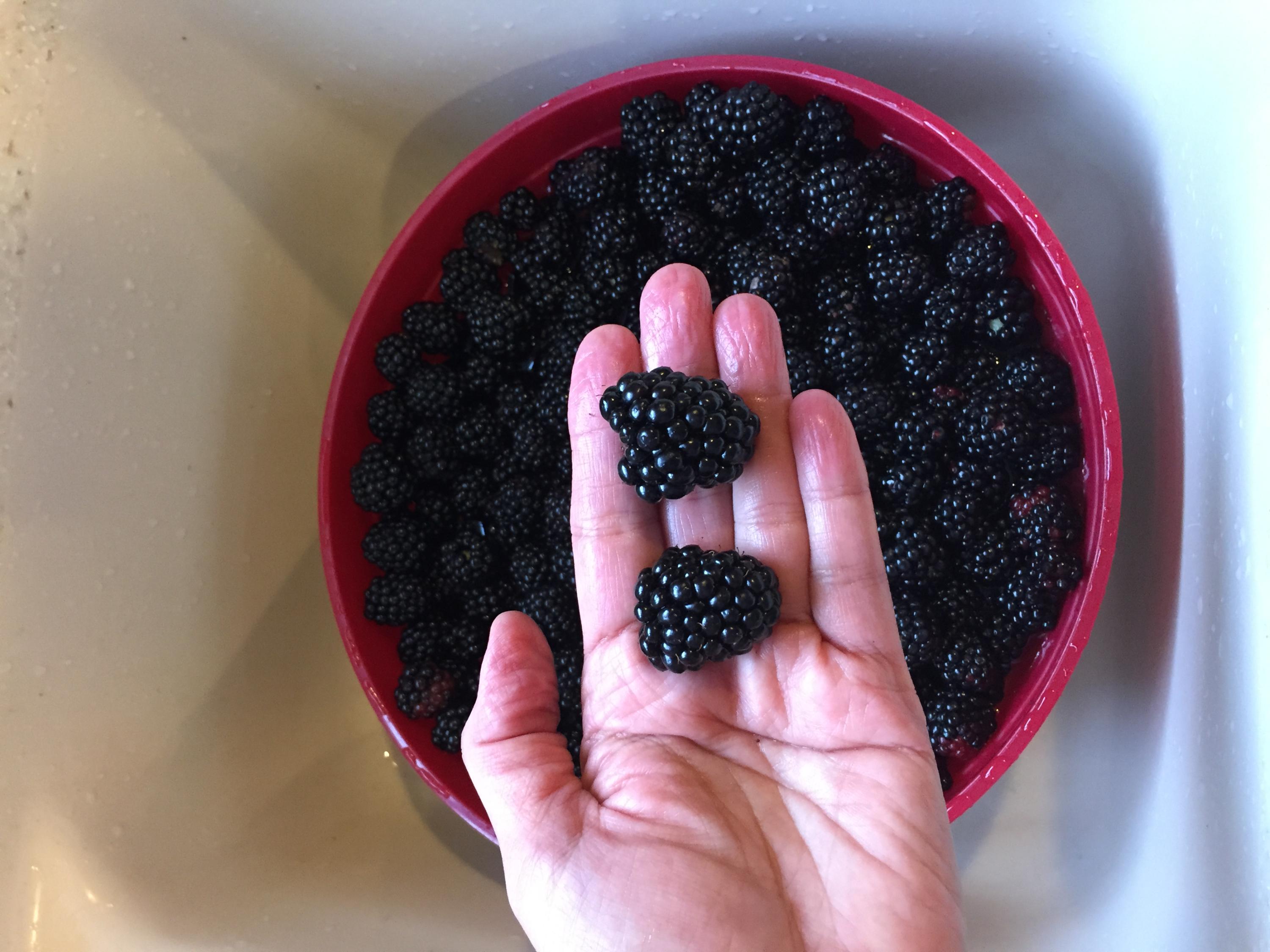 370 Caldwell Road Coalmont, TN 37313 - Photo 70 of 97 Blackberries in a Bowl