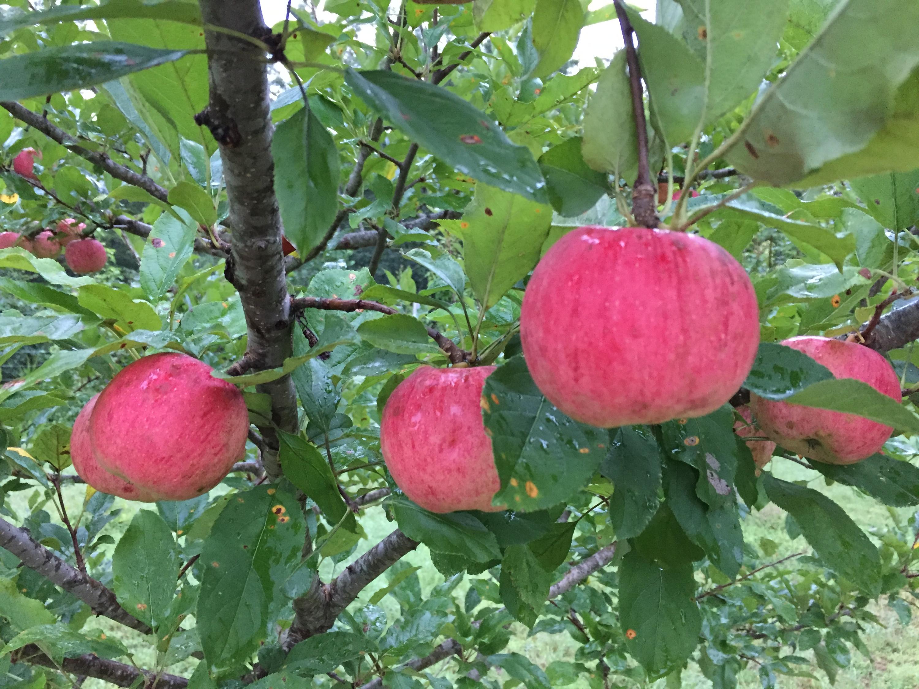 370 Caldwell Road Coalmont, TN 37313 - Photo 71 of 97 Apples