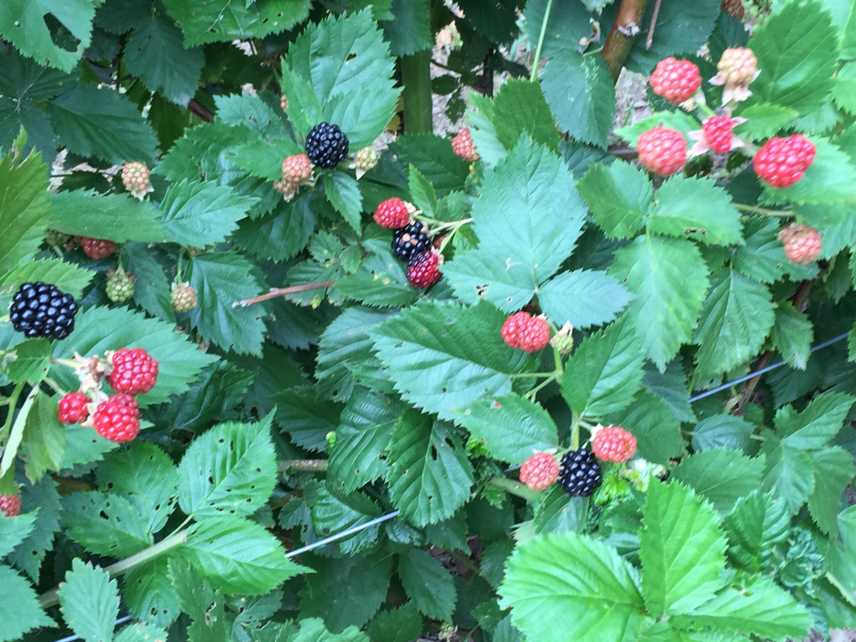 370 Caldwell Road Coalmont, TN 37313 - Photo 72 of 97 Blackberries