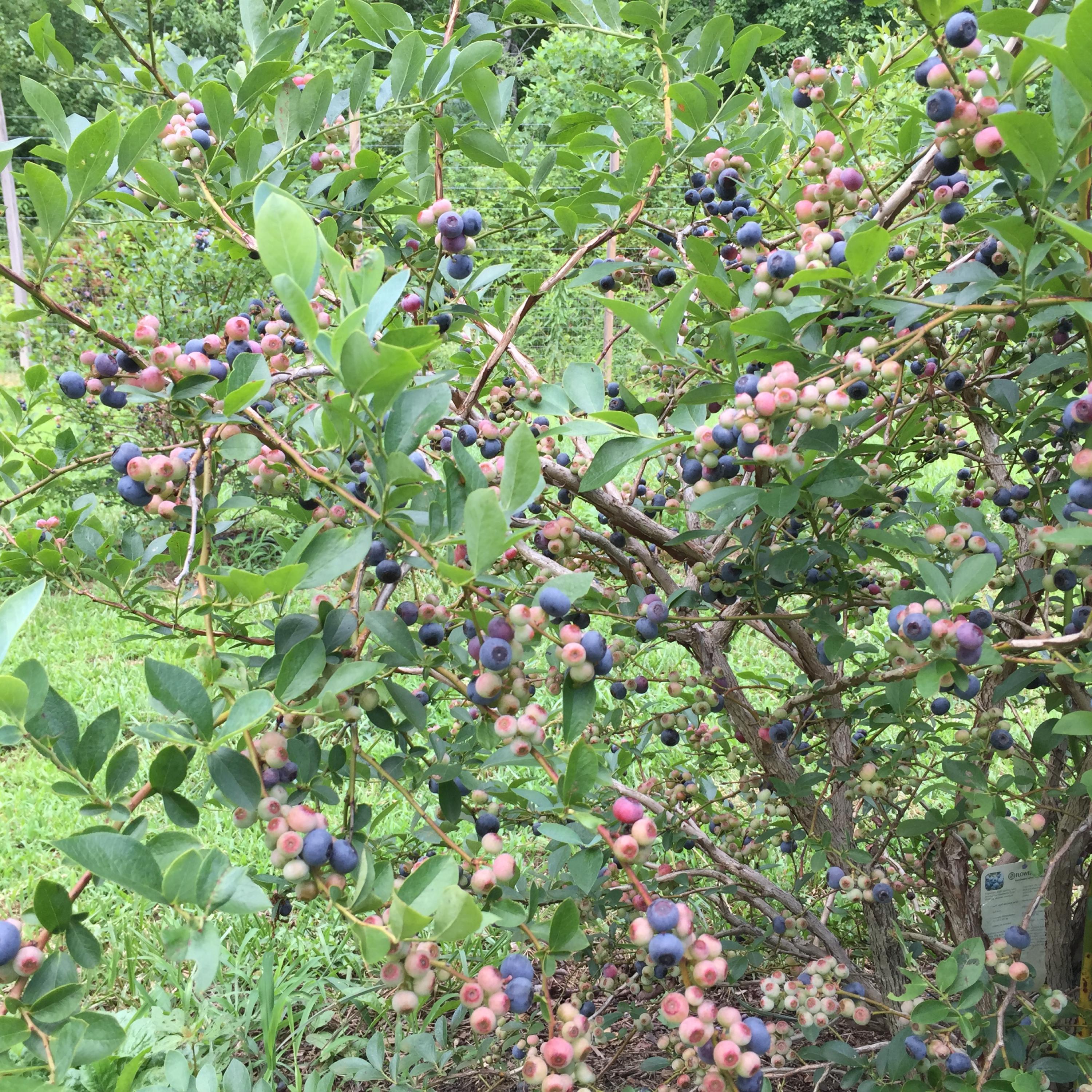 370 Caldwell Road Coalmont, TN 37313 - Photo 73 of 97 Blueberries Loaded