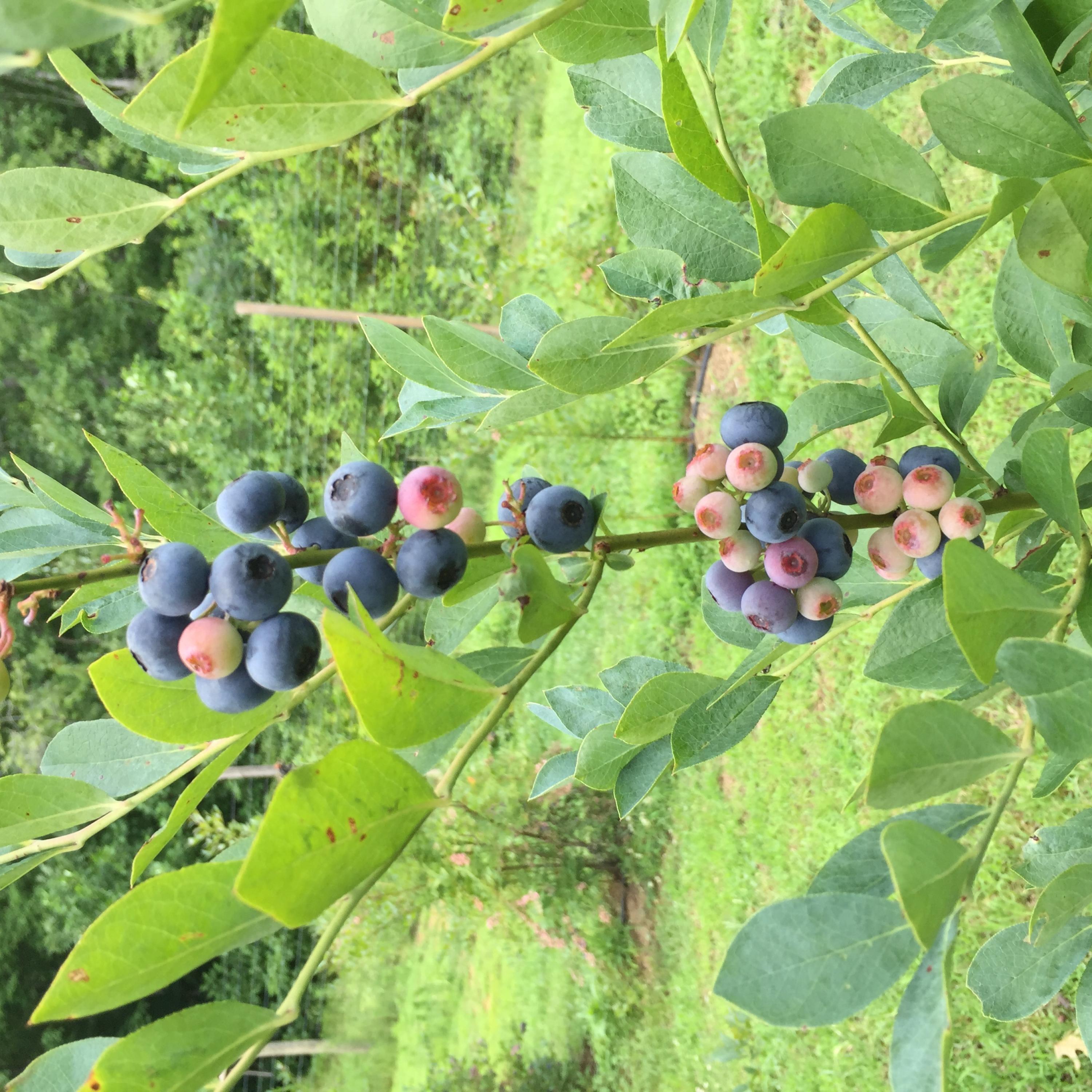 370 Caldwell Road Coalmont, TN 37313 - Photo 74 of 97 Blueberries