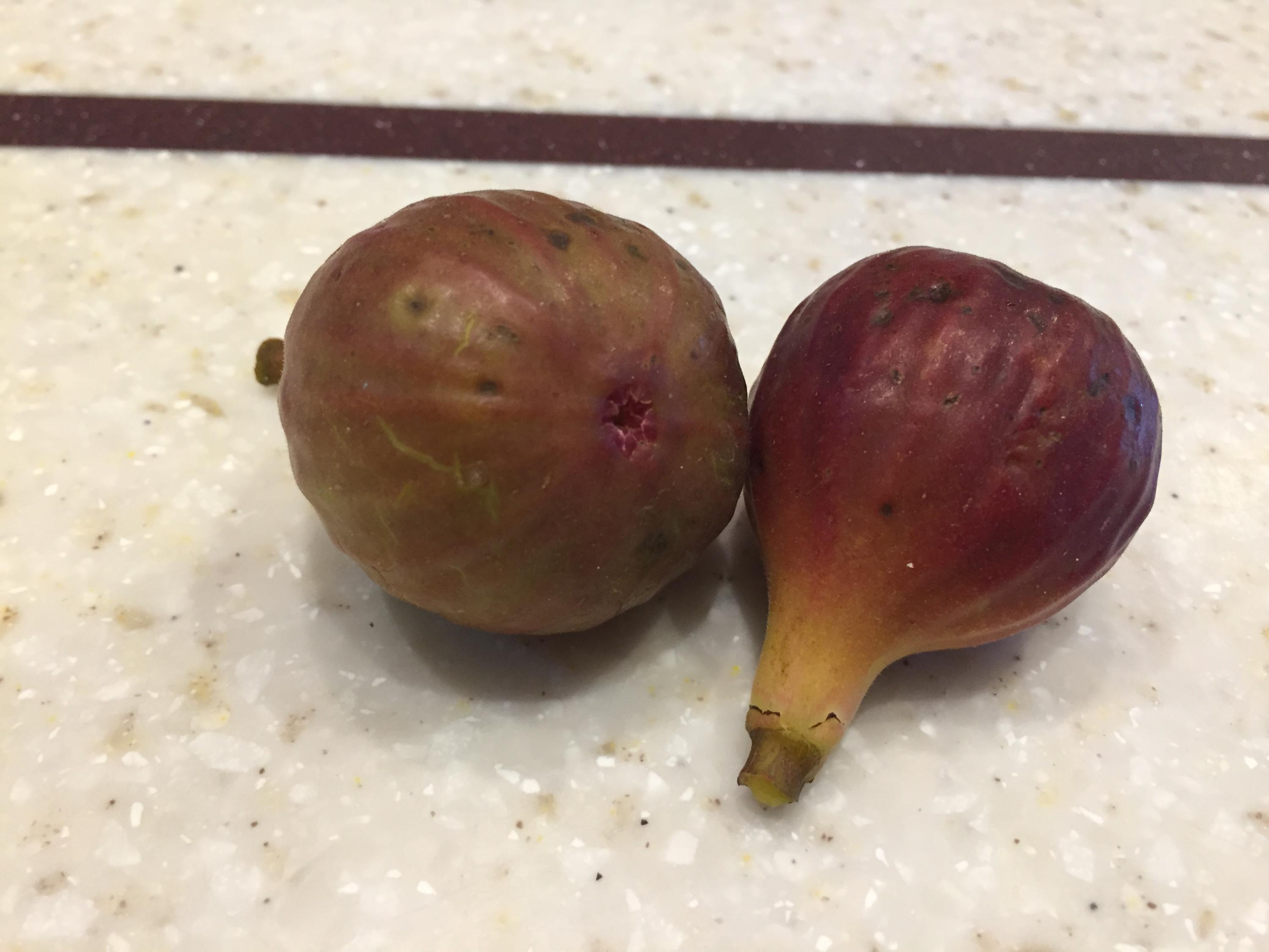 370 Caldwell Road Coalmont, TN 37313 - Photo 75 of 97 Figs