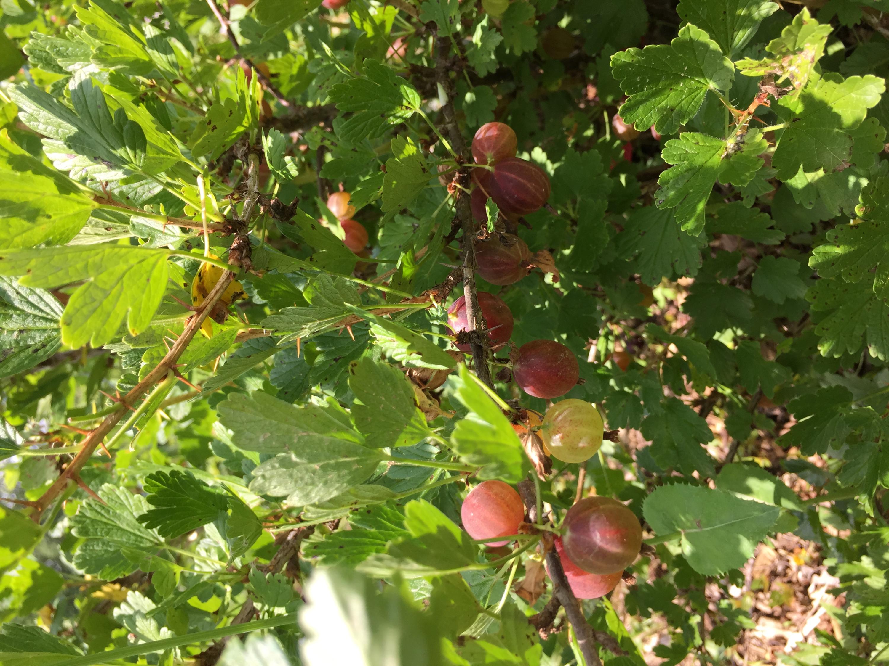 370 Caldwell Road Coalmont, TN 37313 - Photo 76 of 97 Gooseberries