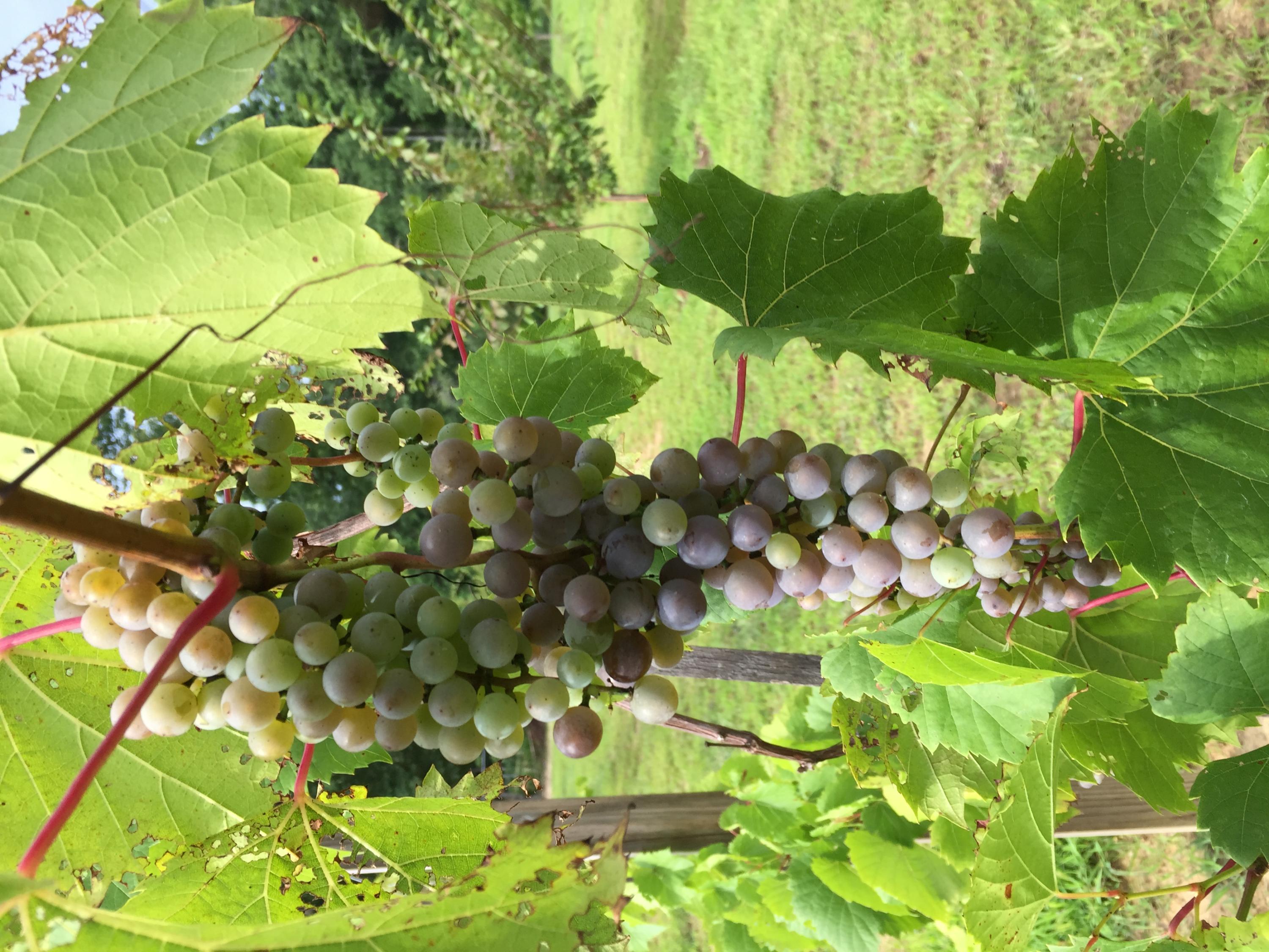 370 Caldwell Road Coalmont, TN 37313 - Photo 77 of 97 Niagara Grapes