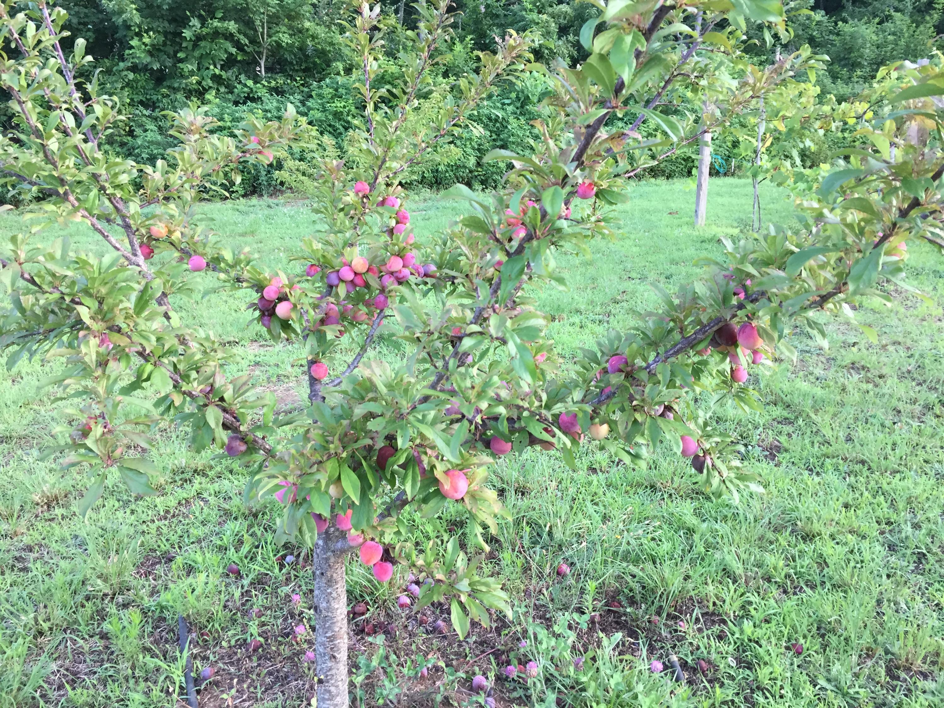 370 Caldwell Road Coalmont, TN 37313 - Photo 78 of 97 Plums