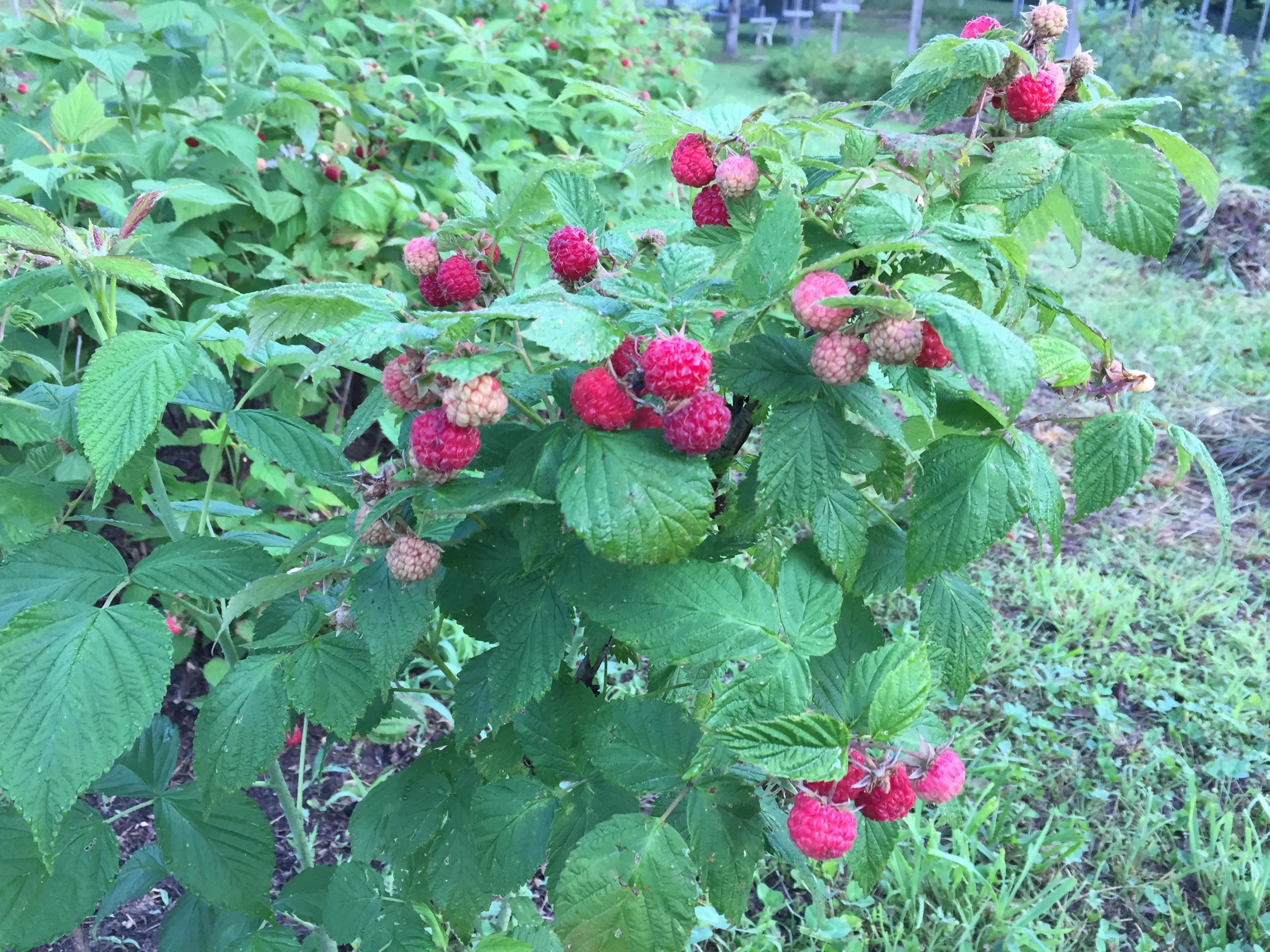 370 Caldwell Road Coalmont, TN 37313 - Photo 79 of 97 Raspberries