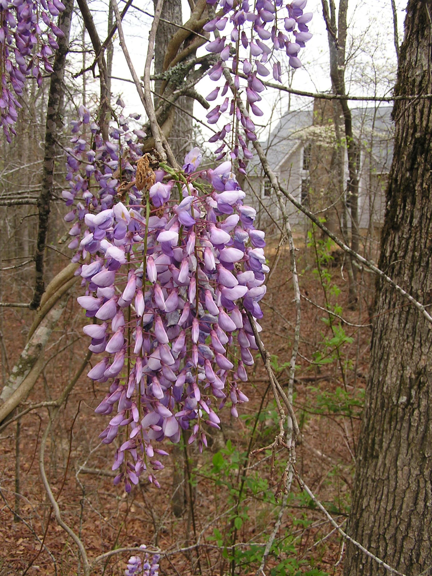 370 Caldwell Road Coalmont, TN 37313 - Photo 80 of 97 Spring Flowers - Wisteria