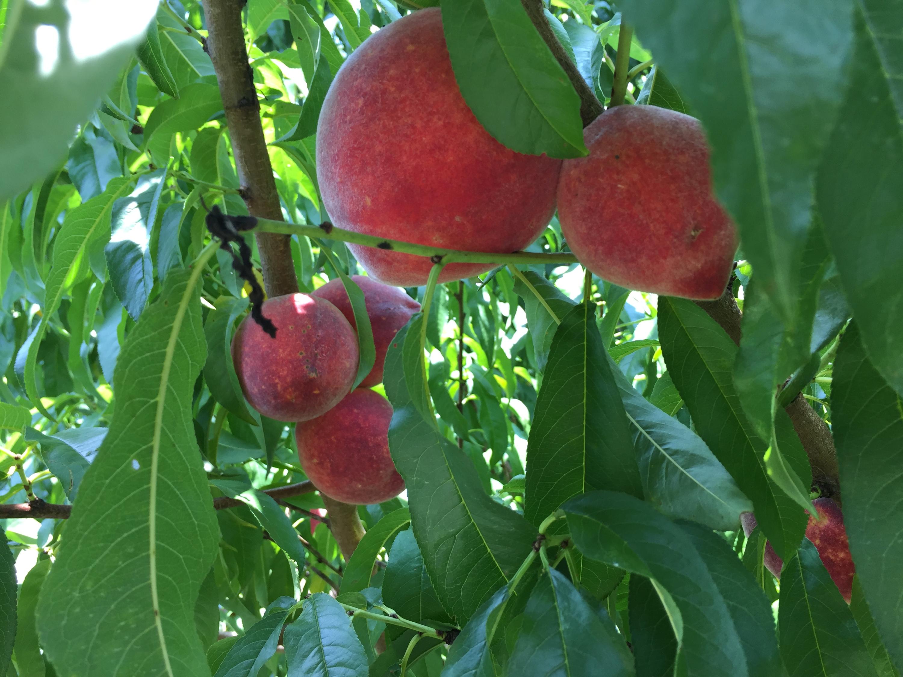 370 Caldwell Road Coalmont, TN 37313 - Photo 82 of 97 Wickham Sweet Peaches