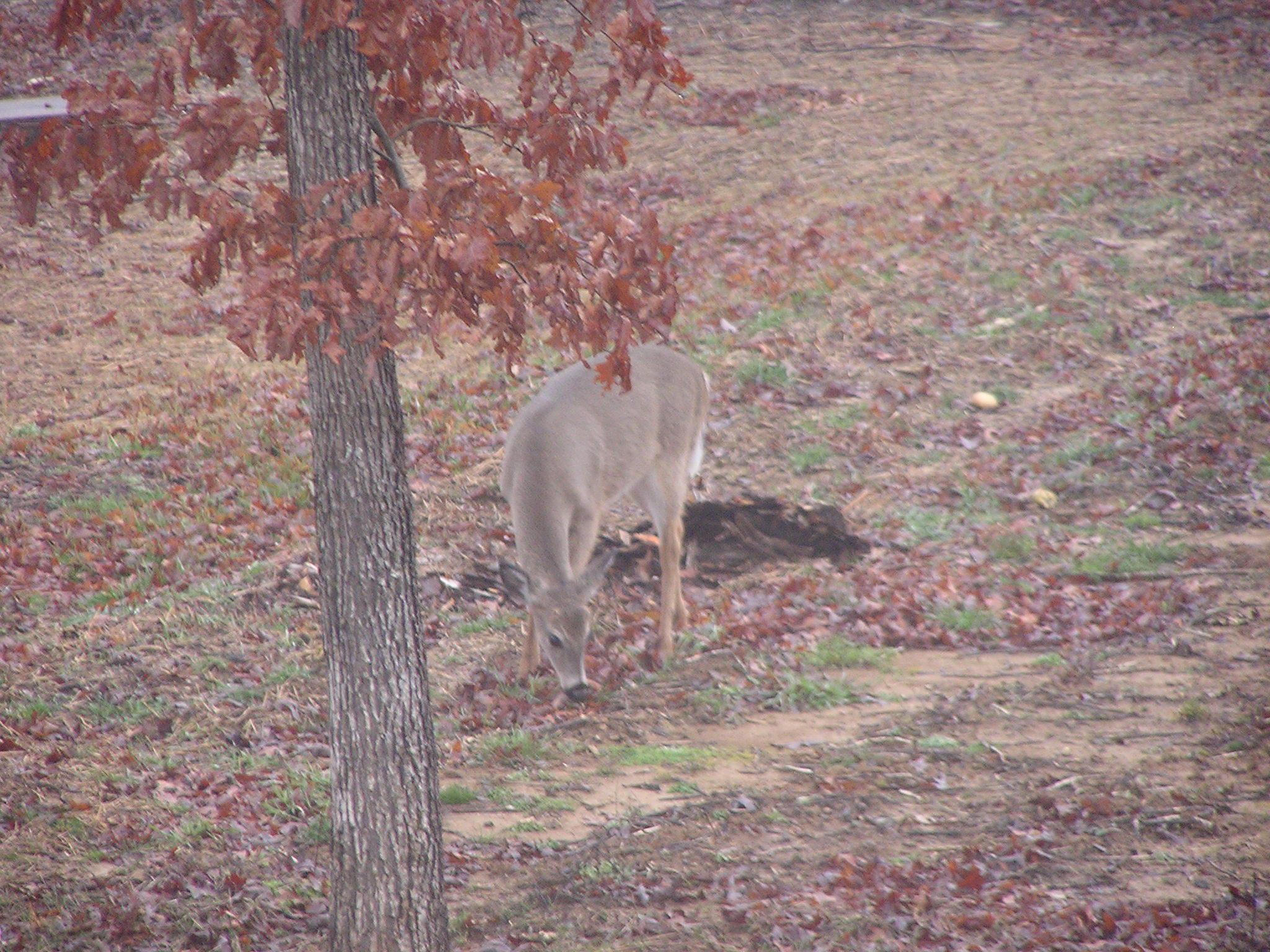370 Caldwell Road Coalmont, TN 37313 - Photo 83 of 97 Wildlife Deer