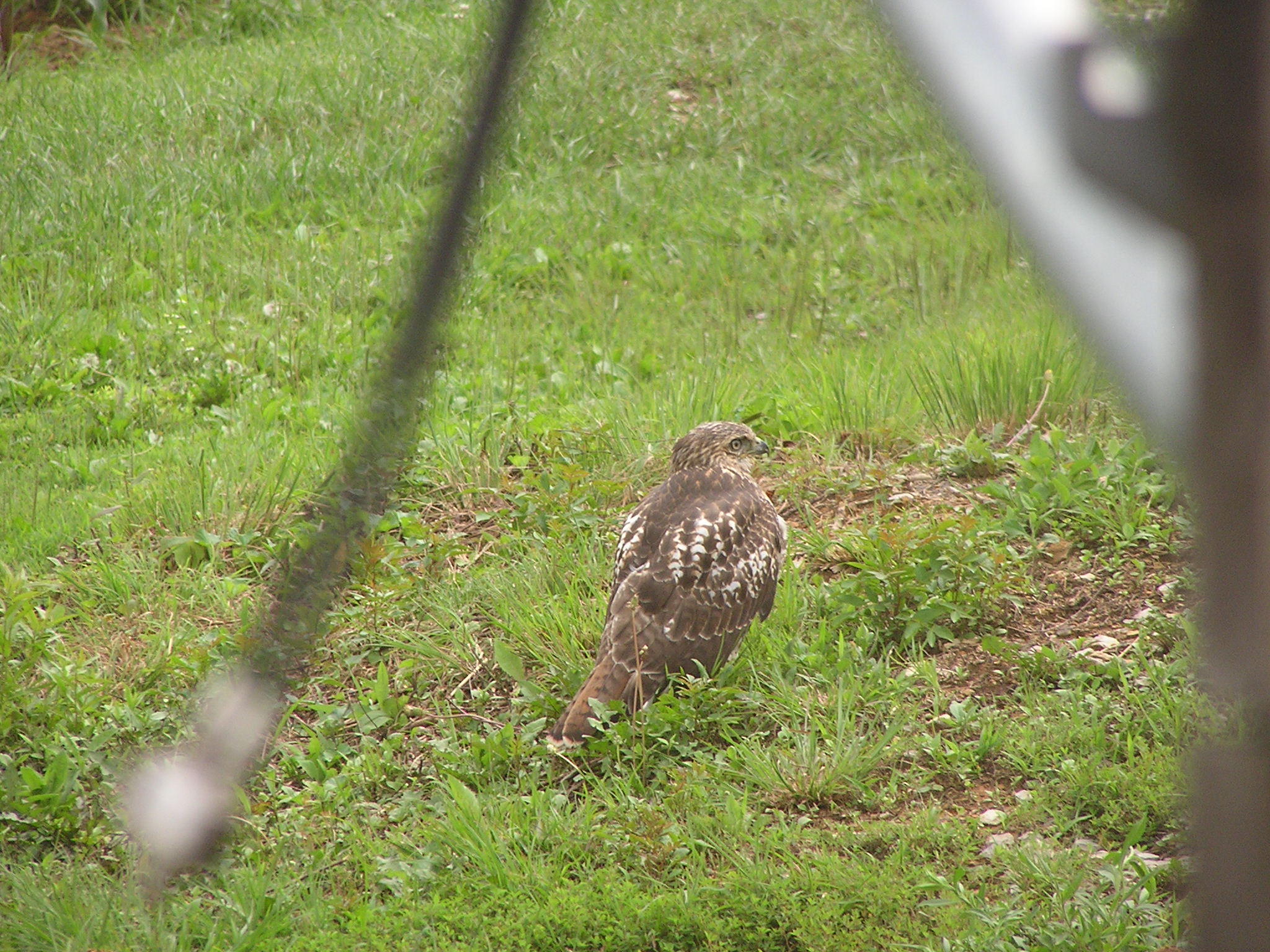370 Caldwell Road Coalmont, TN 37313 - Photo 84 of 97 Wildlife Hawk