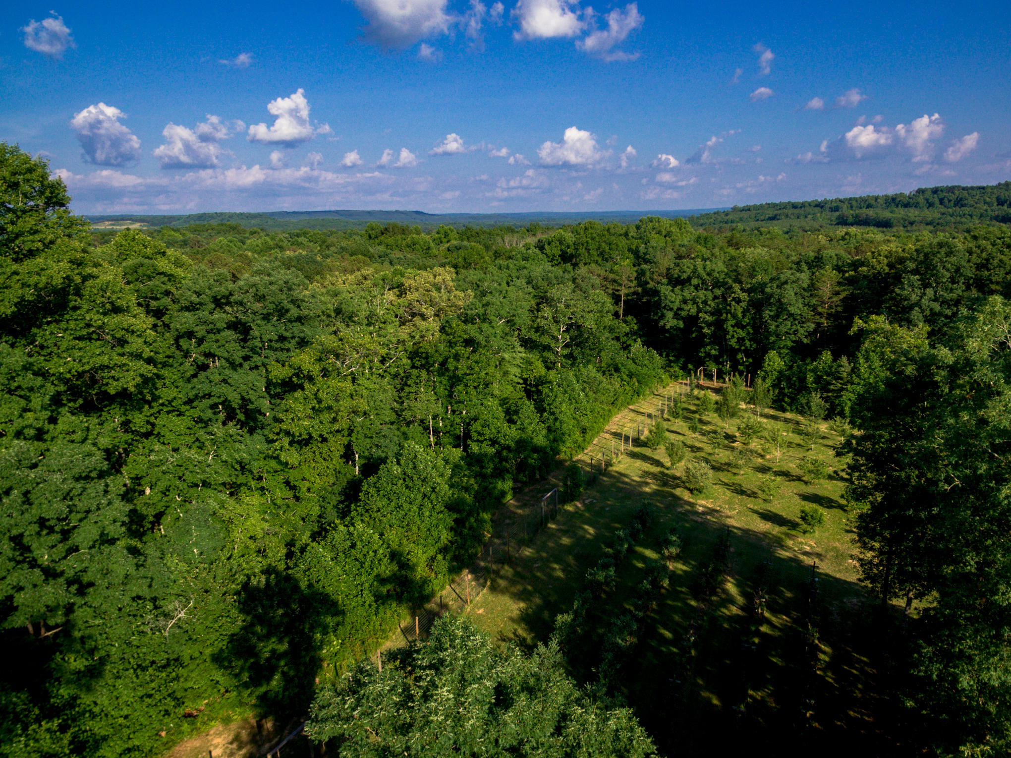 370 Caldwell Road Coalmont, TN 37313 - Photo 89 of 97 DJI_0127
