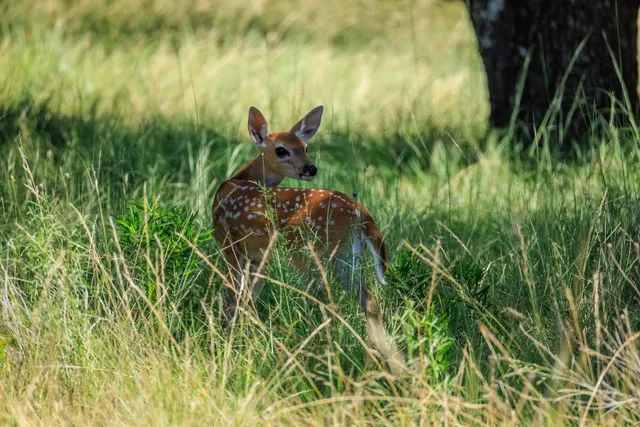 a backyard of a house