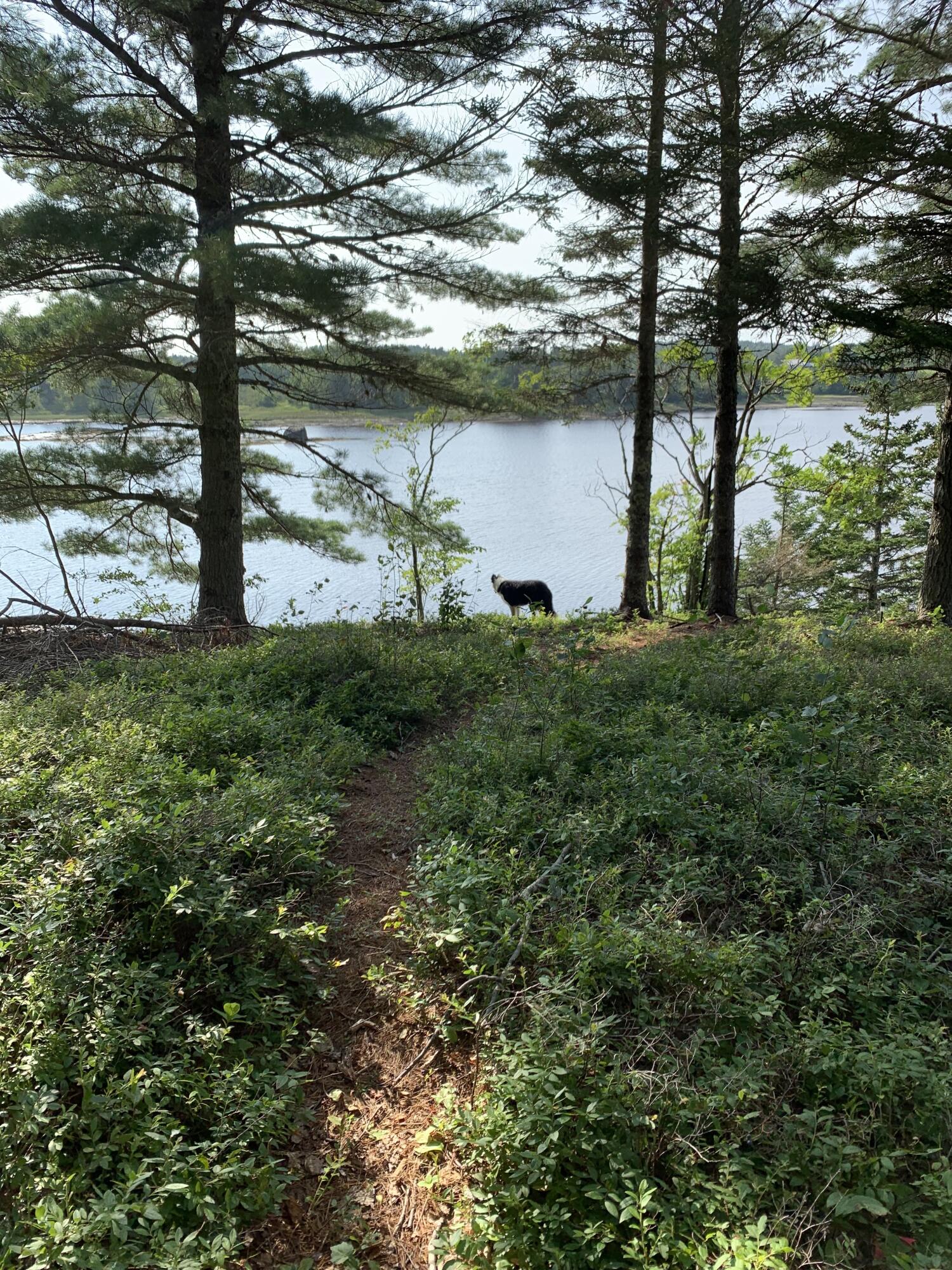 31 Luna Lane Lubec, ME 04652 - Photo 4 of 16 IMG_4651 2