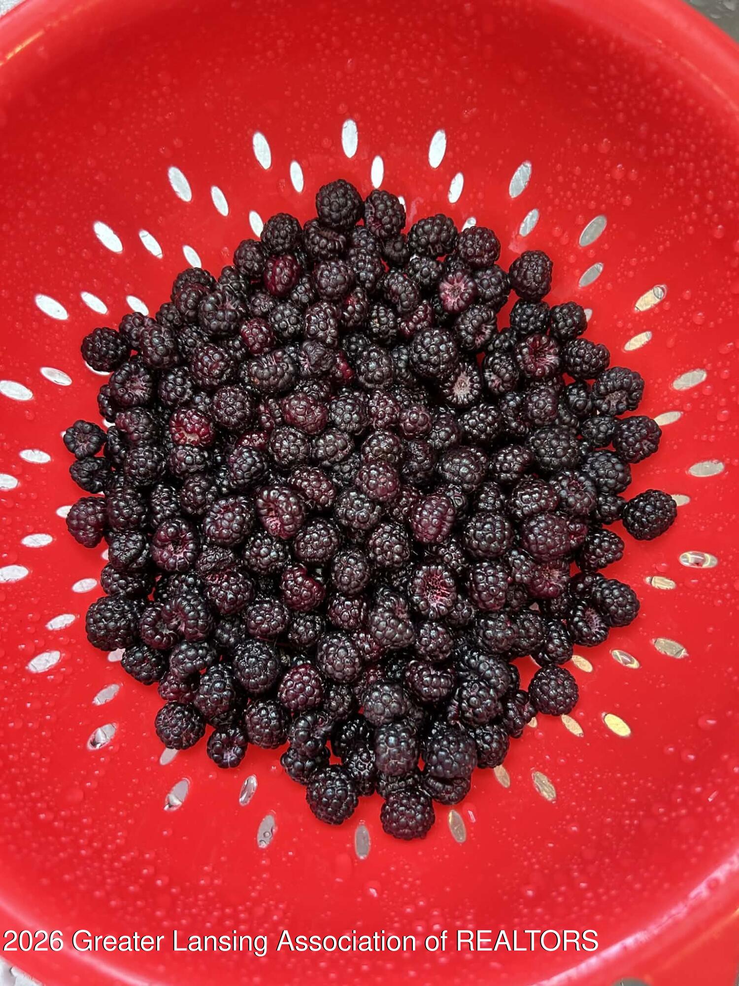 3604 South Dewitt Road St. Johns, MI 48879 - Photo 44 of 49 Freshly Picked Black Raspberries