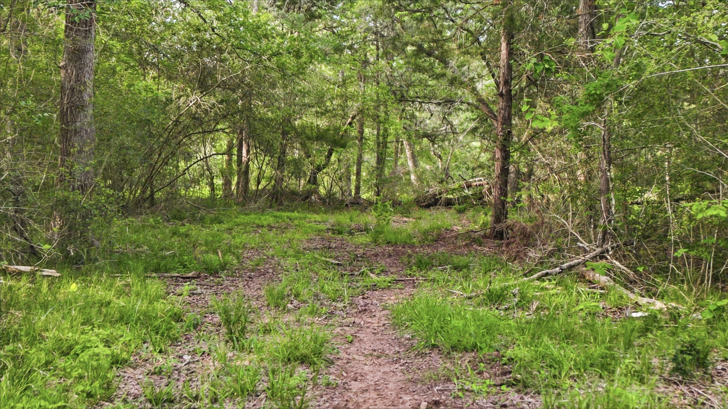 1165 Cr 213 Road Weimar, TX 78962 - Photo 13 of 50 a big yard with lots of green space and deers