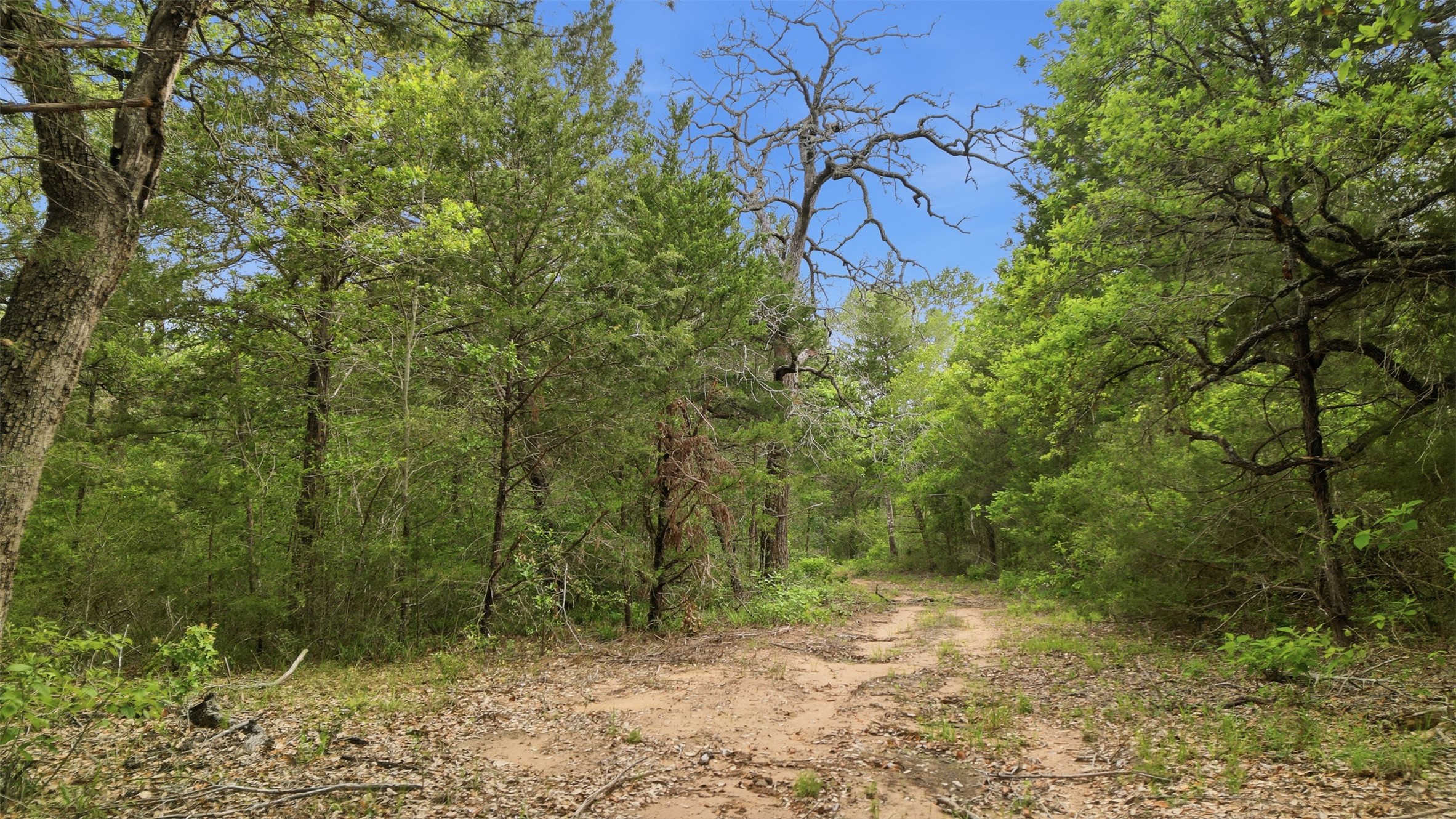 1165 Cr 213 Road Weimar, TX 78962 - Photo 20 of 50 a view of a yard with plants and a bench