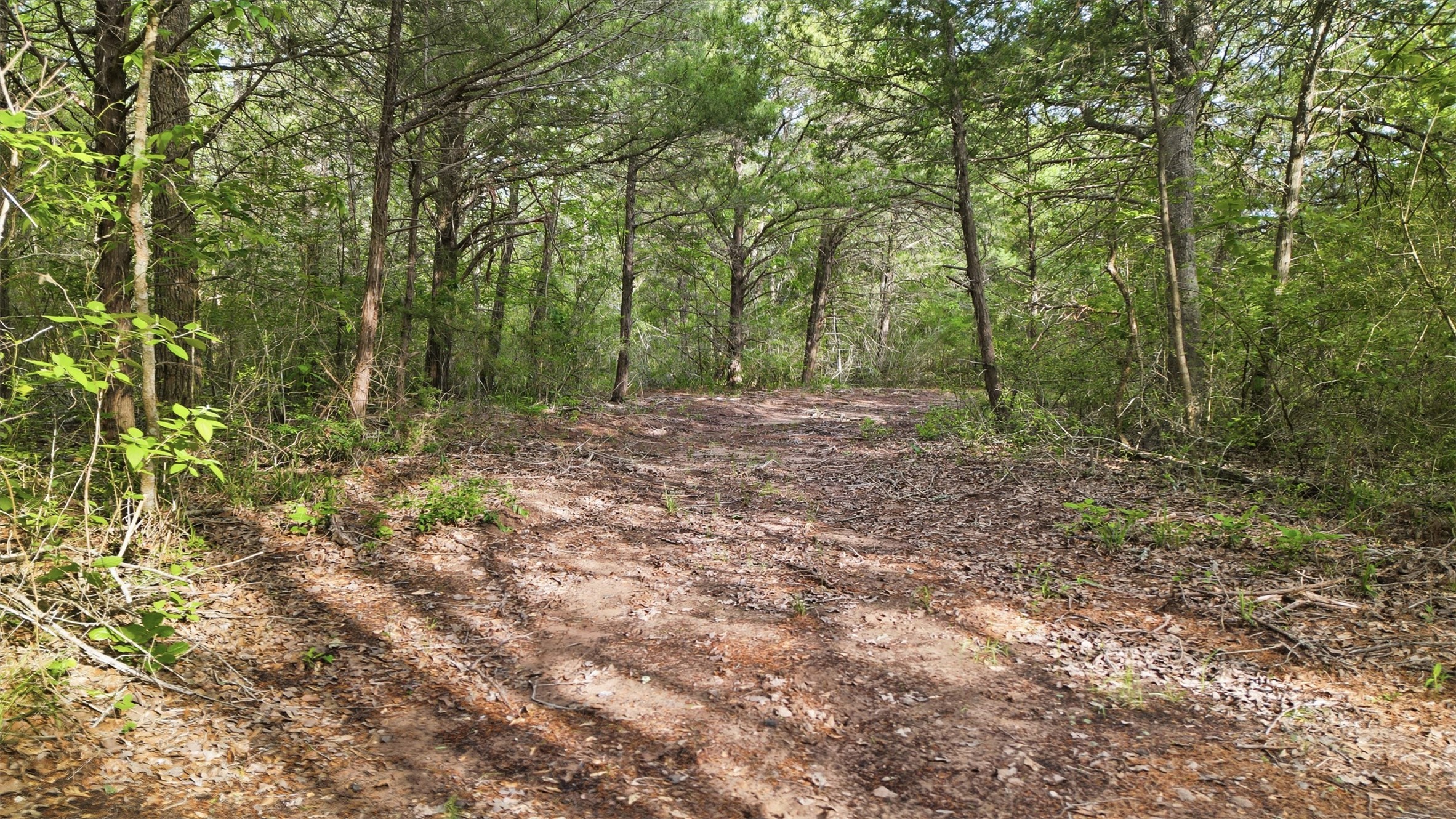 1165 Cr 213 Road Weimar, TX 78962 - Photo 21 of 50 a big yard with lots of green space and deers