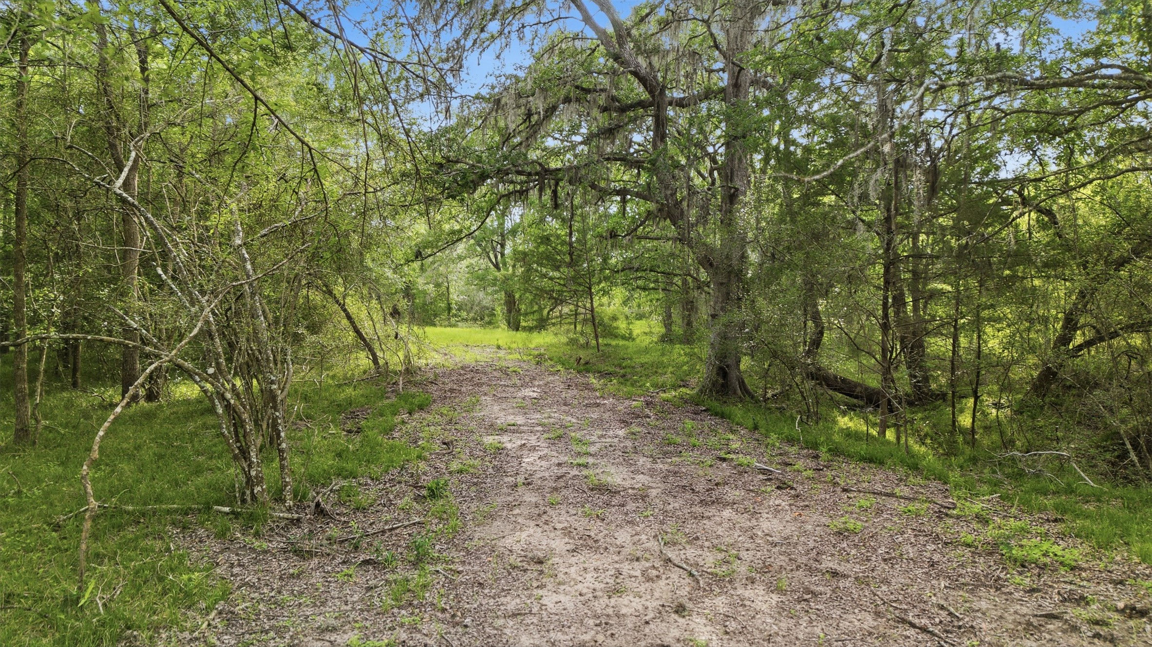 1165 Cr 213 Road Weimar, TX 78962 - Photo 22 of 50 a view of a forest with trees in the background