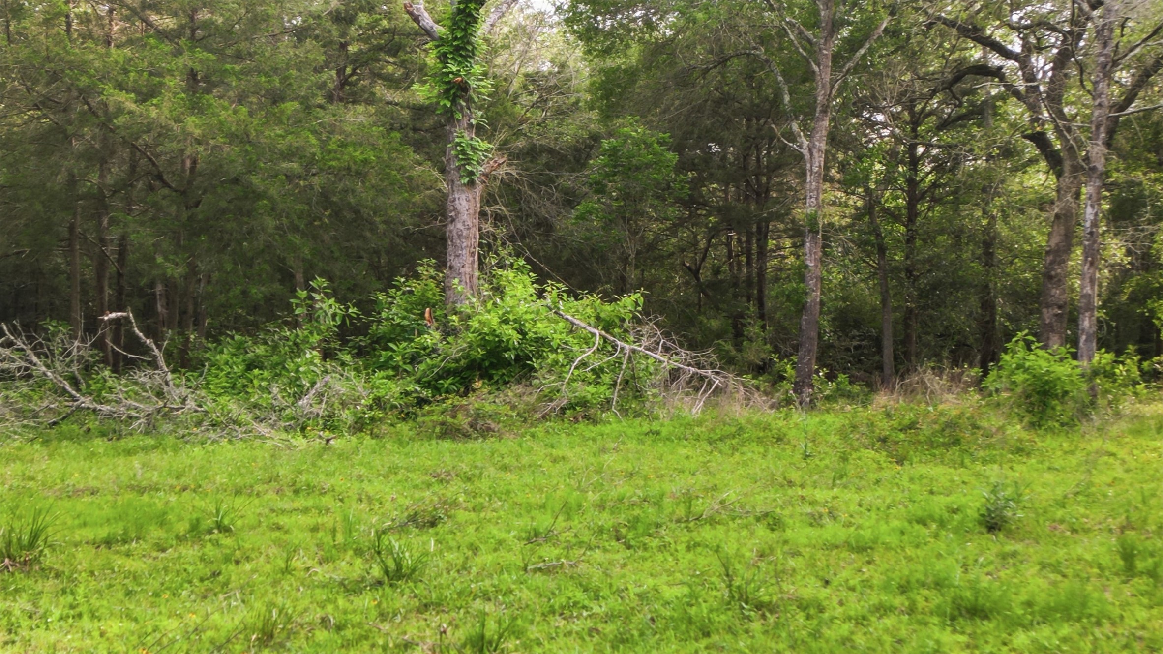 1165 Cr 213 Road Weimar, TX 78962 - Photo 24 of 50 a view of a garden