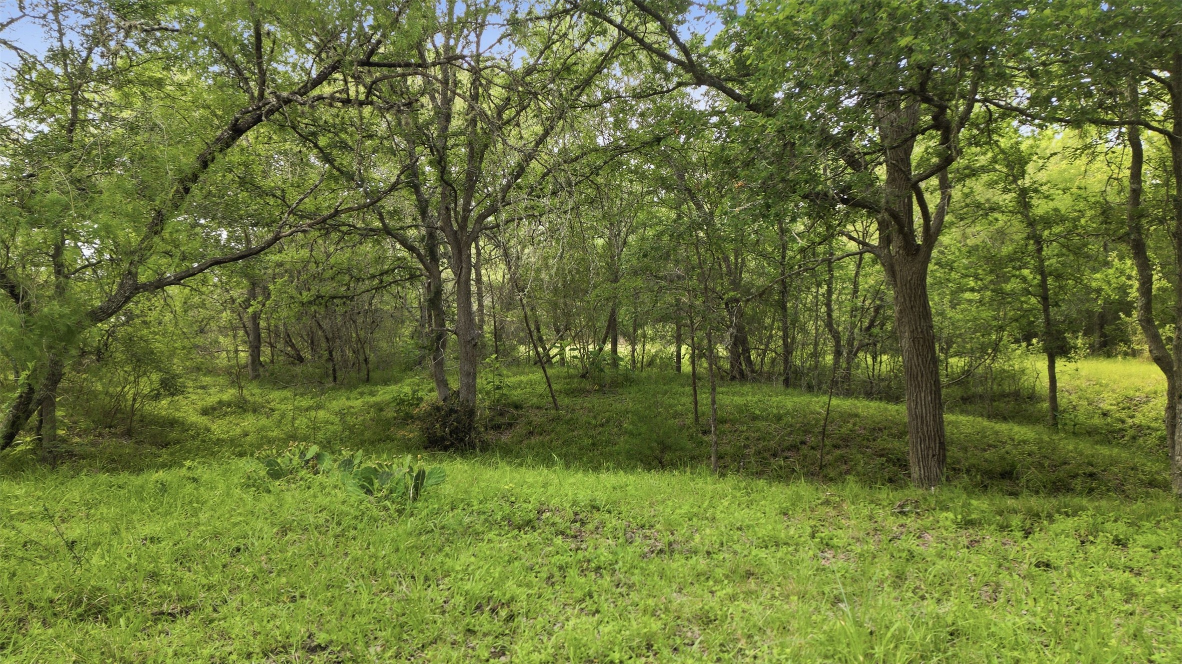 1165 Cr 213 Road Weimar, TX 78962 - Photo 28 of 50 a view of a forest
