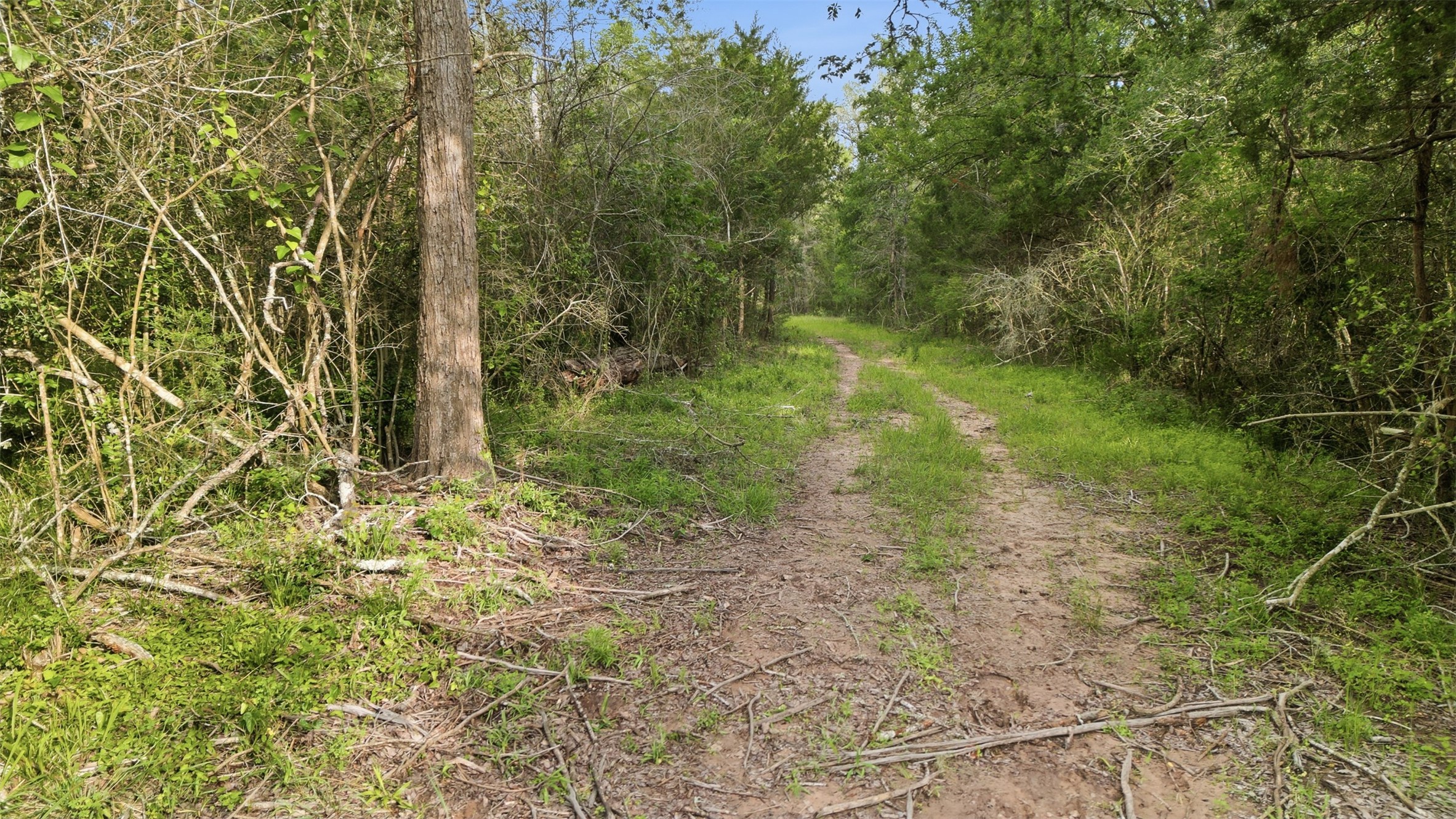 1165 Cr 213 Road Weimar, TX 78962 - Photo 33 of 50 a view of a yard with plants and large trees