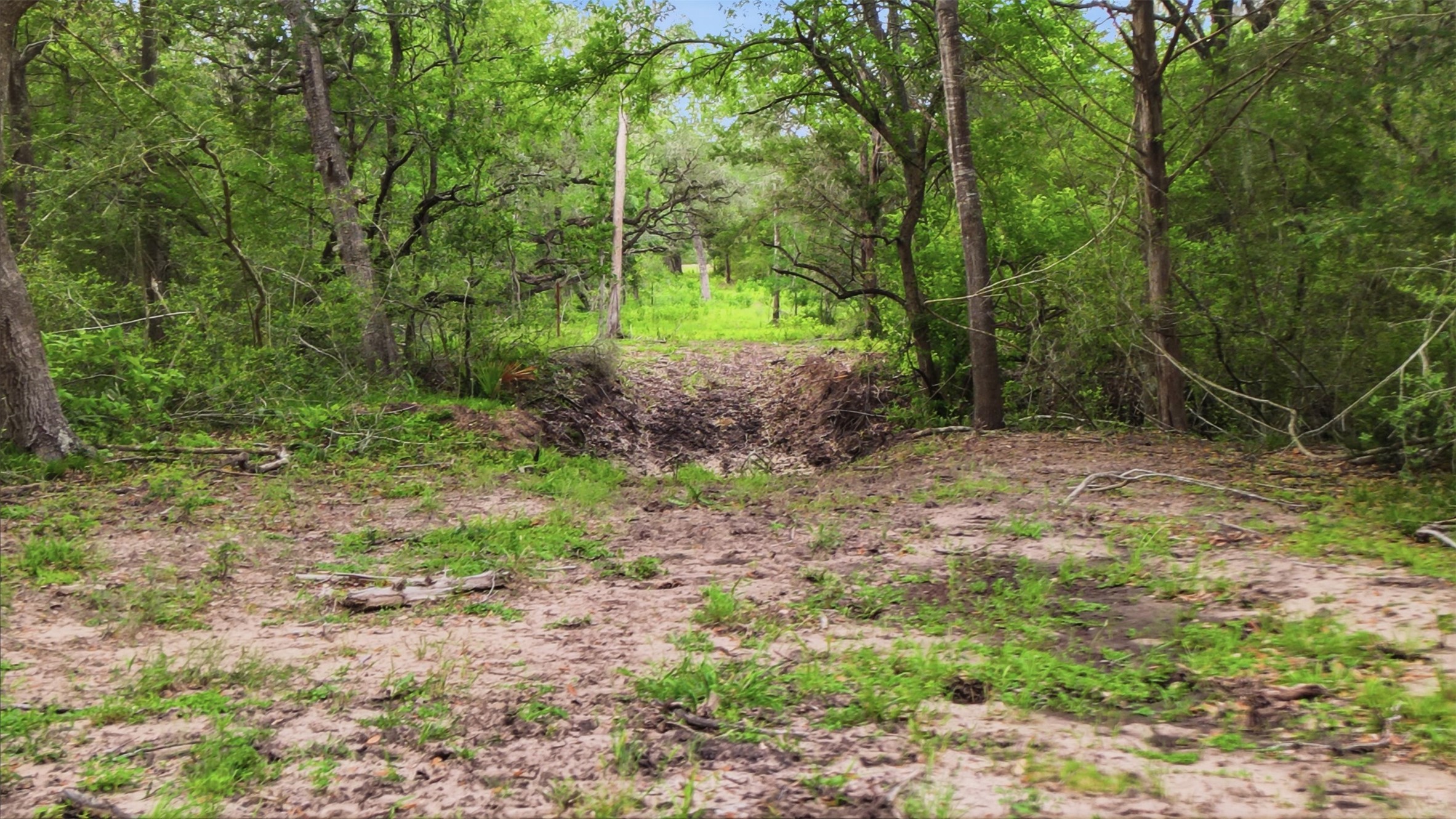 1165 Cr 213 Road Weimar, TX 78962 - Photo 35 of 50 a view of a yard with a tree