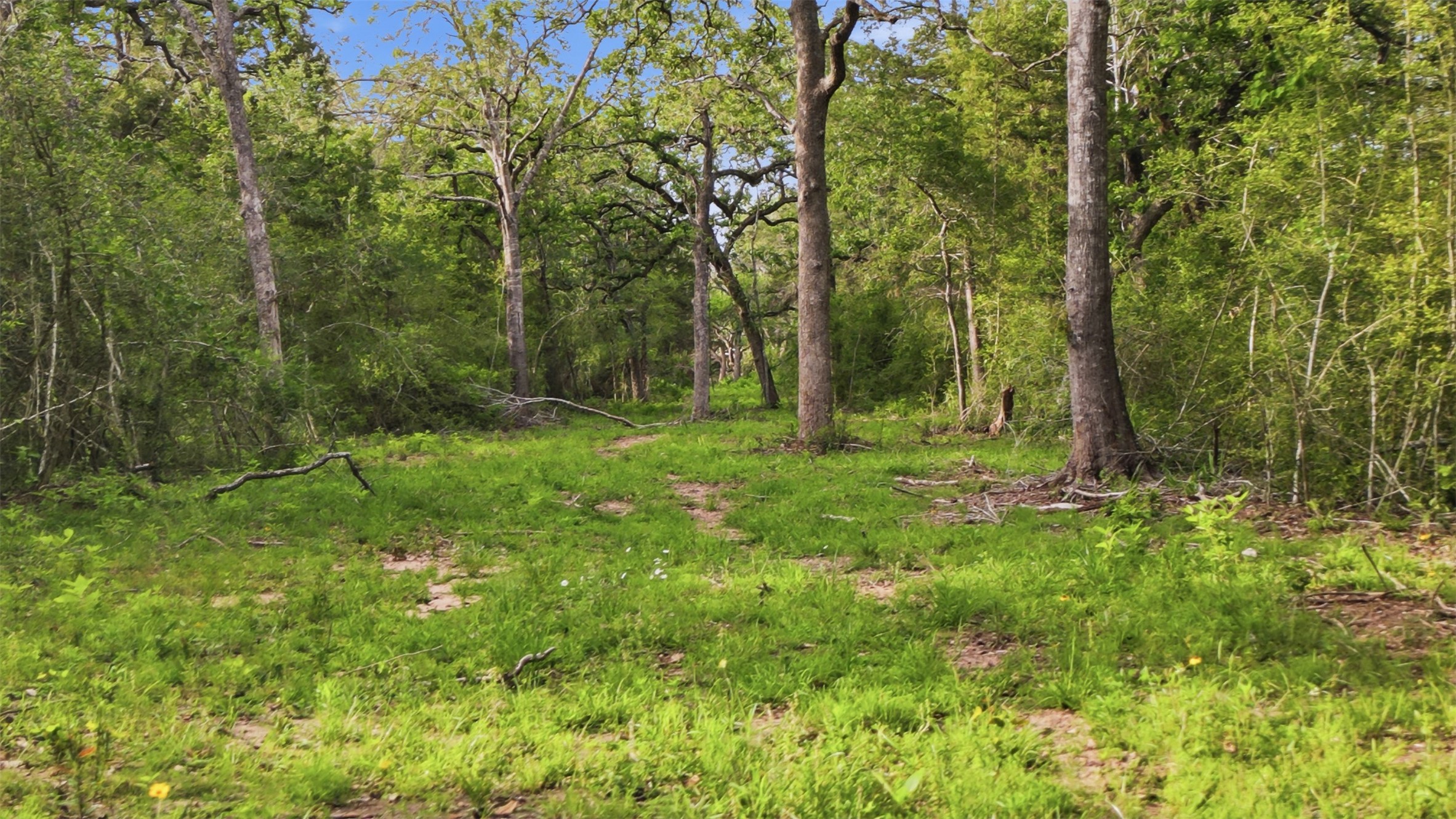 1165 Cr 213 Road Weimar, TX 78962 - Photo 36 of 50 a view of outdoor space with a garden
