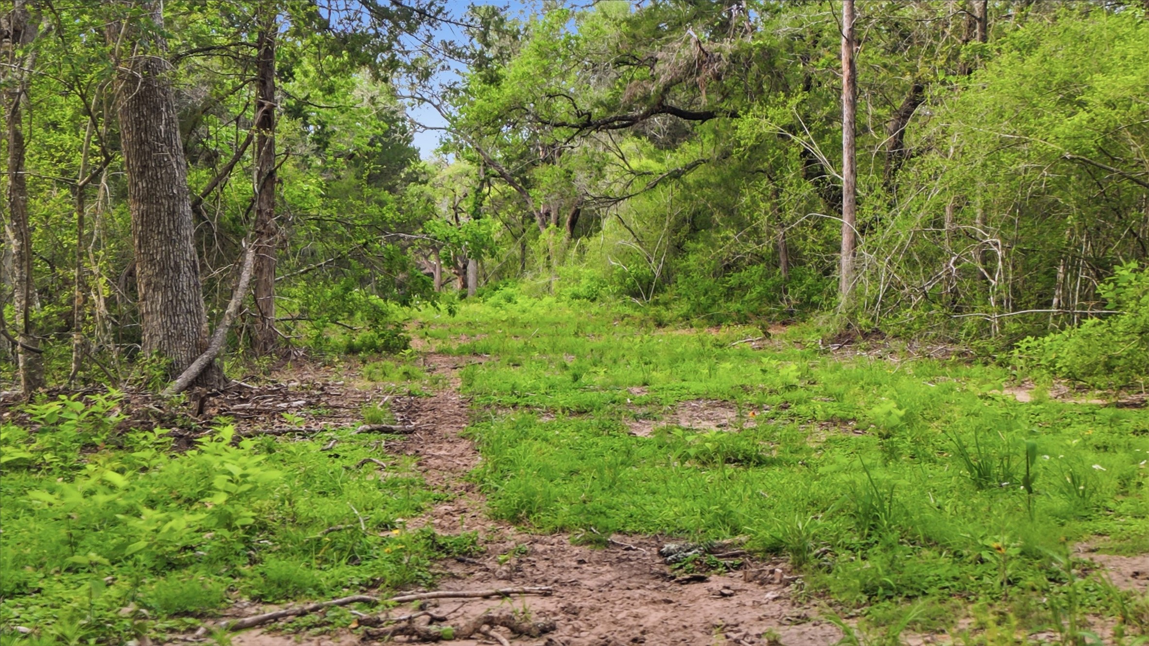 1165 Cr 213 Road Weimar, TX 78962 - Photo 40 of 50 a view of a lush green forest