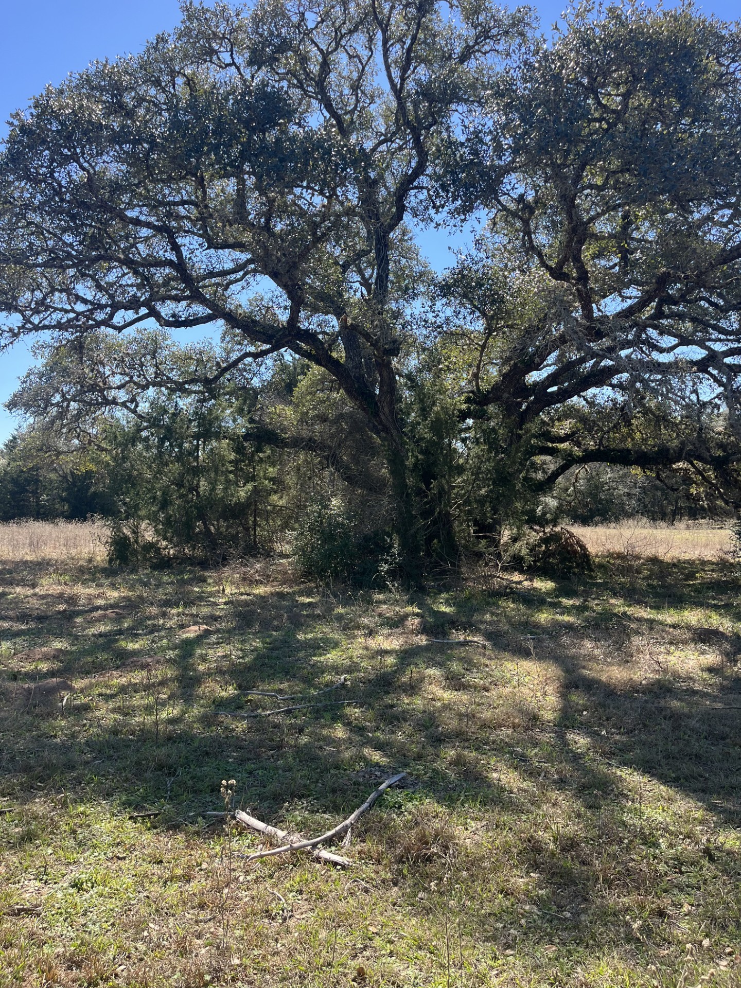 1165 Cr 213 Road Weimar, TX 78962 - Photo 4 of 9 a view of a yard with a tree