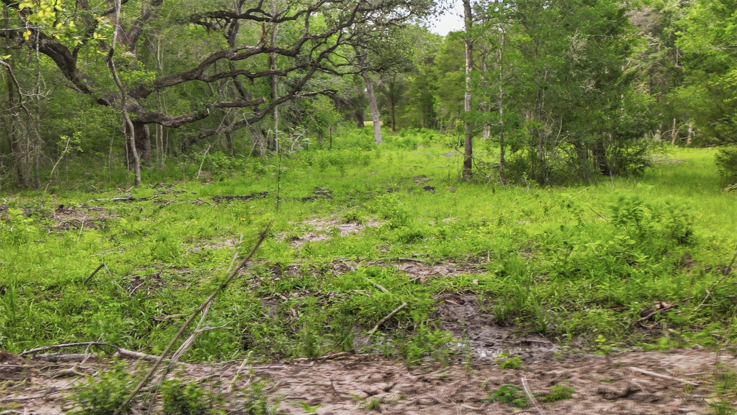 1165 Cr 213 Road Weimar, TX 78962 - Photo 49 of 50 a view of yard with green space
