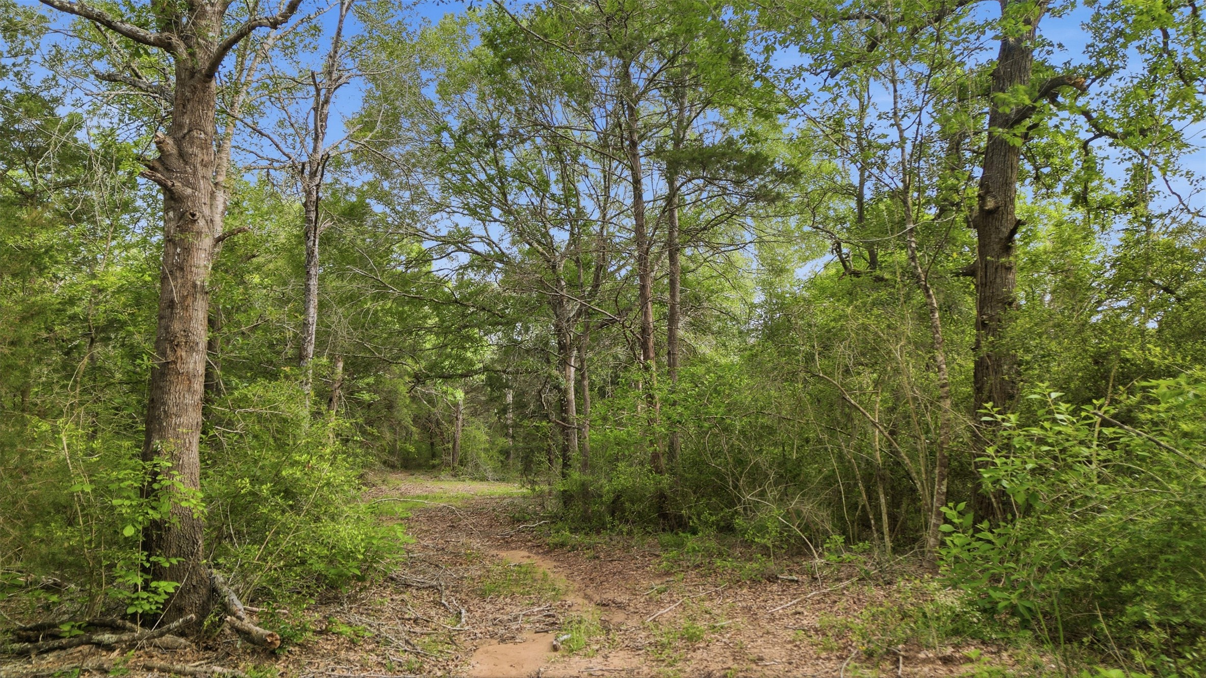 1165 Cr 213 Road Weimar, TX 78962 - Photo 7 of 50 a view of a forest filled with trees