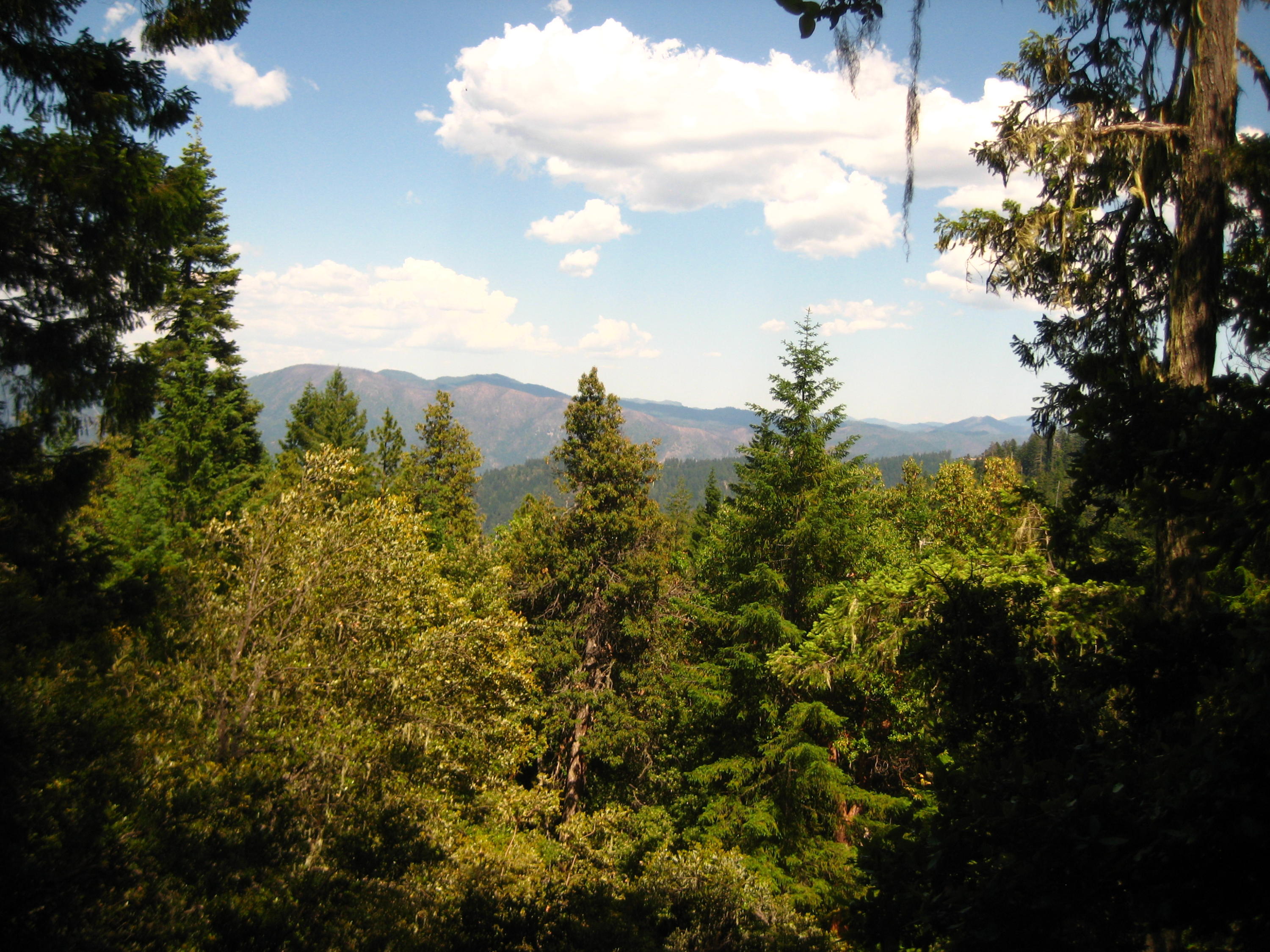1.7 M Forest Hyampom, CA 96046 - Photo 6 of 6