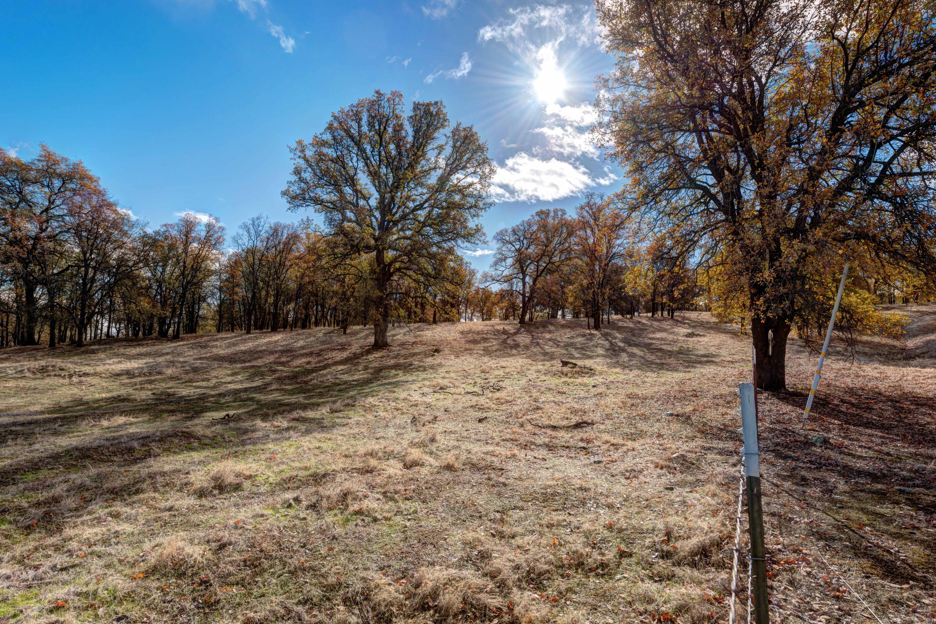 13711 Gas Point Road Igo, CA 96047 - Photo 24 of 29 a view of dirt yard with a tree